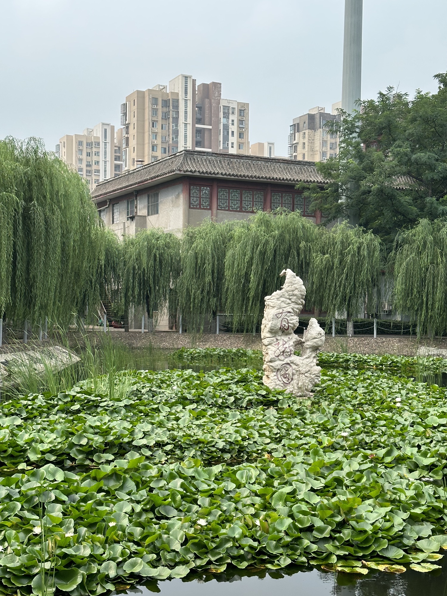 有龙园旅行图片 1