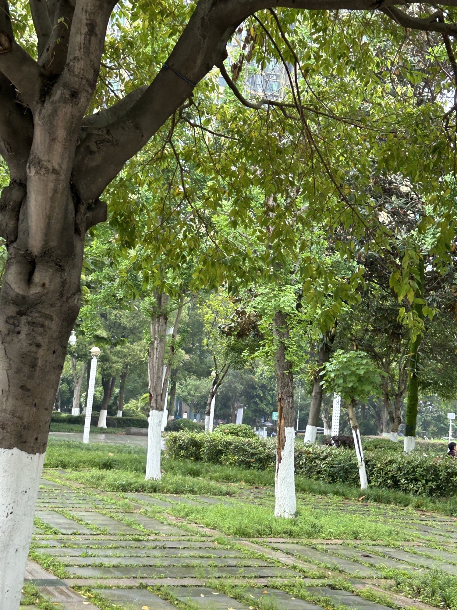 陶行知广场旅行图片 3