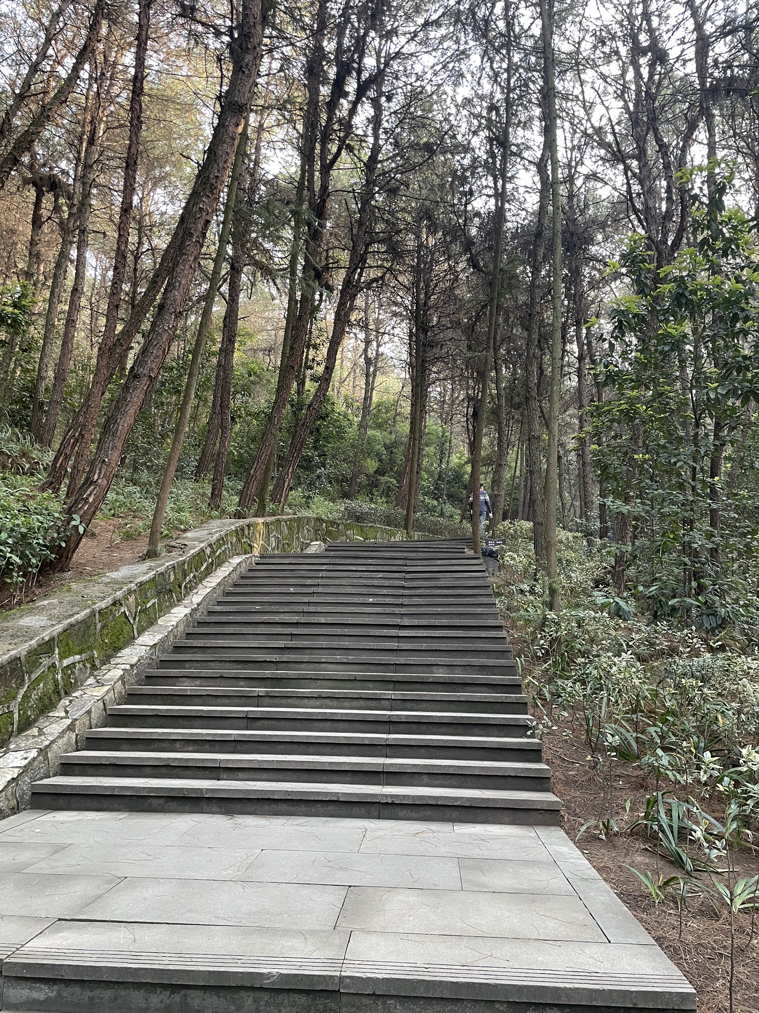 重庆铁山坪森林公园旅行图片 3
