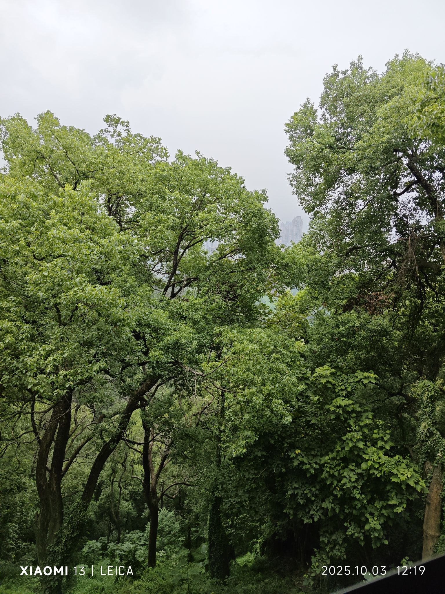 重庆铁山坪森林公园旅行图片 2