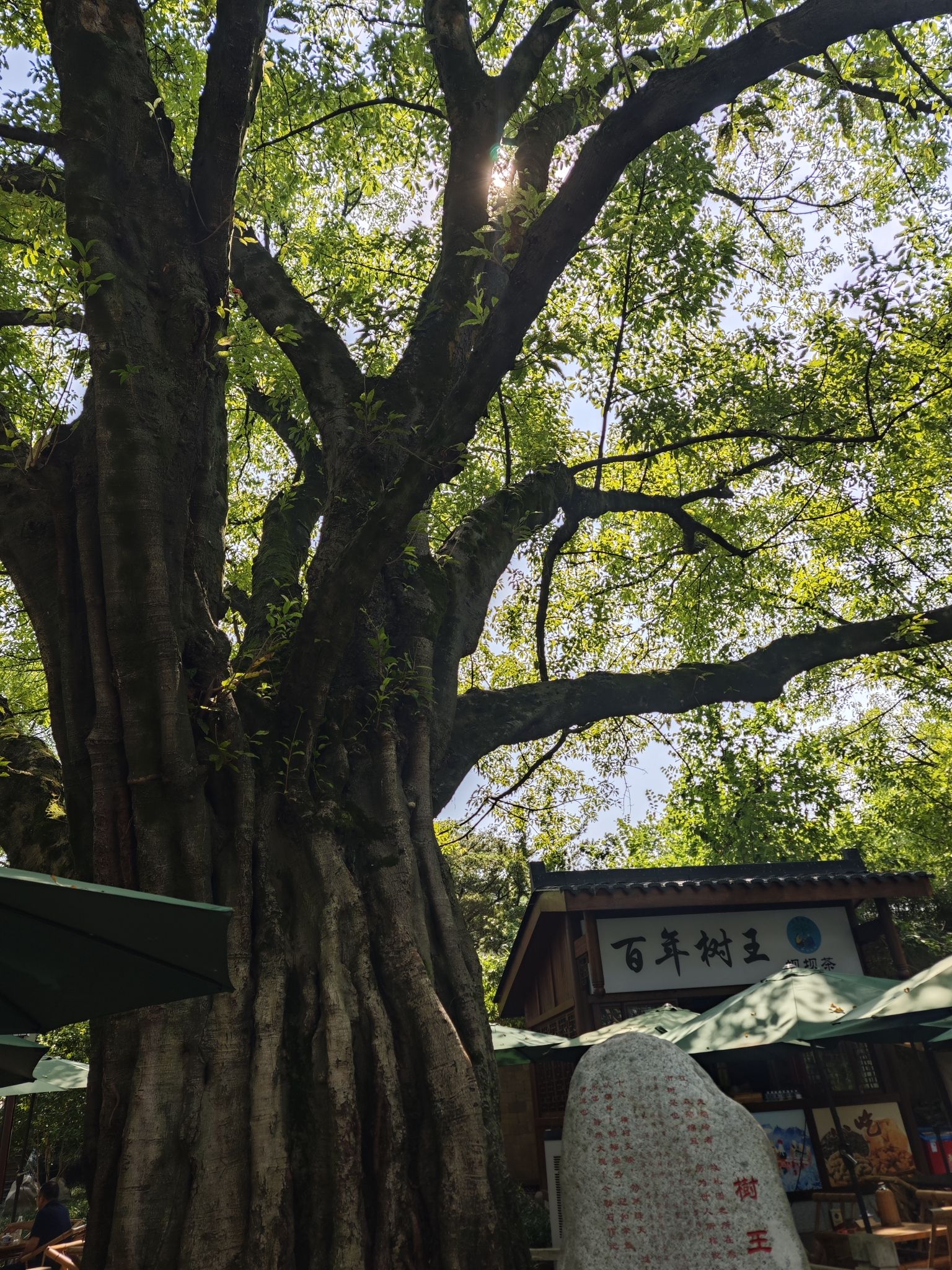 鹅岭公园旅行图片 3