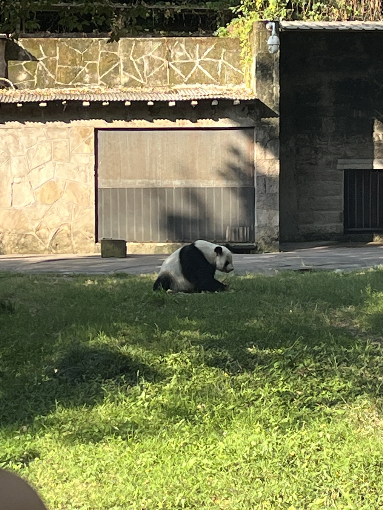 重庆动物园旅行图片 2