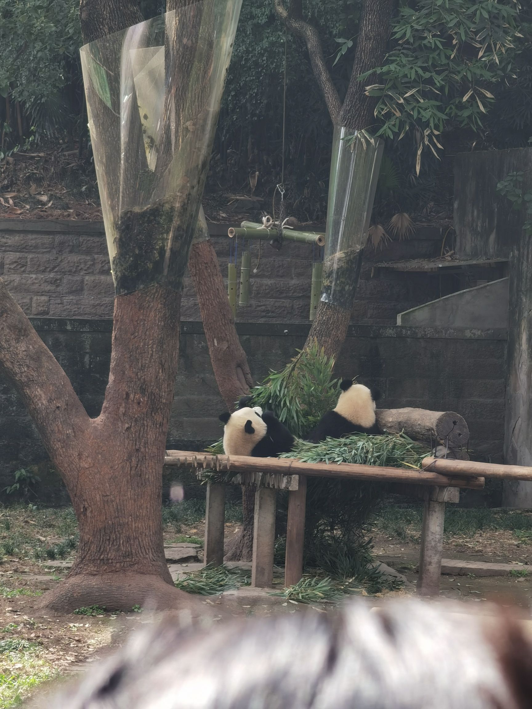 重庆动物园旅行图片 2