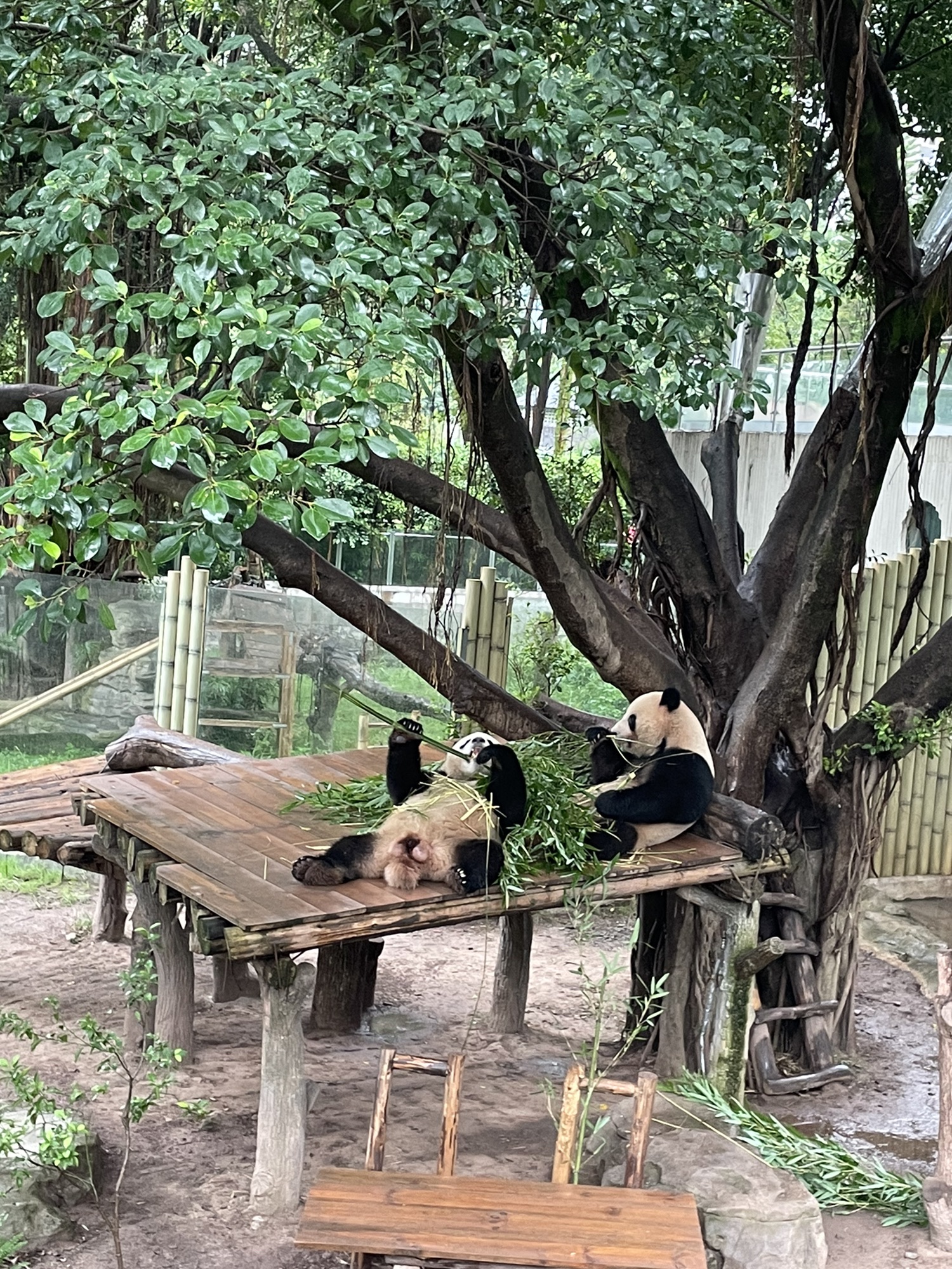 重庆动物园旅行图片 1