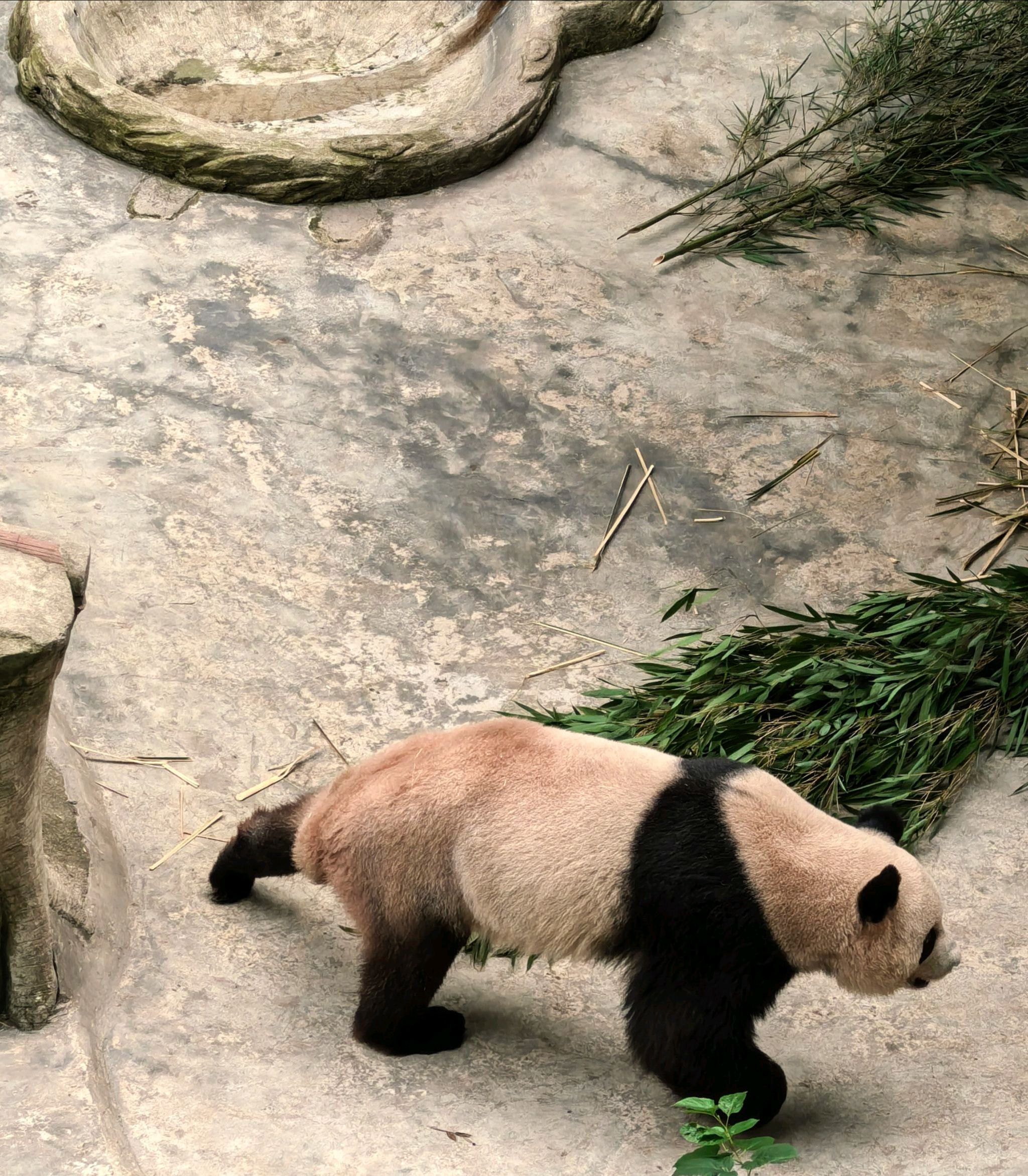 重庆动物园旅行图片 3