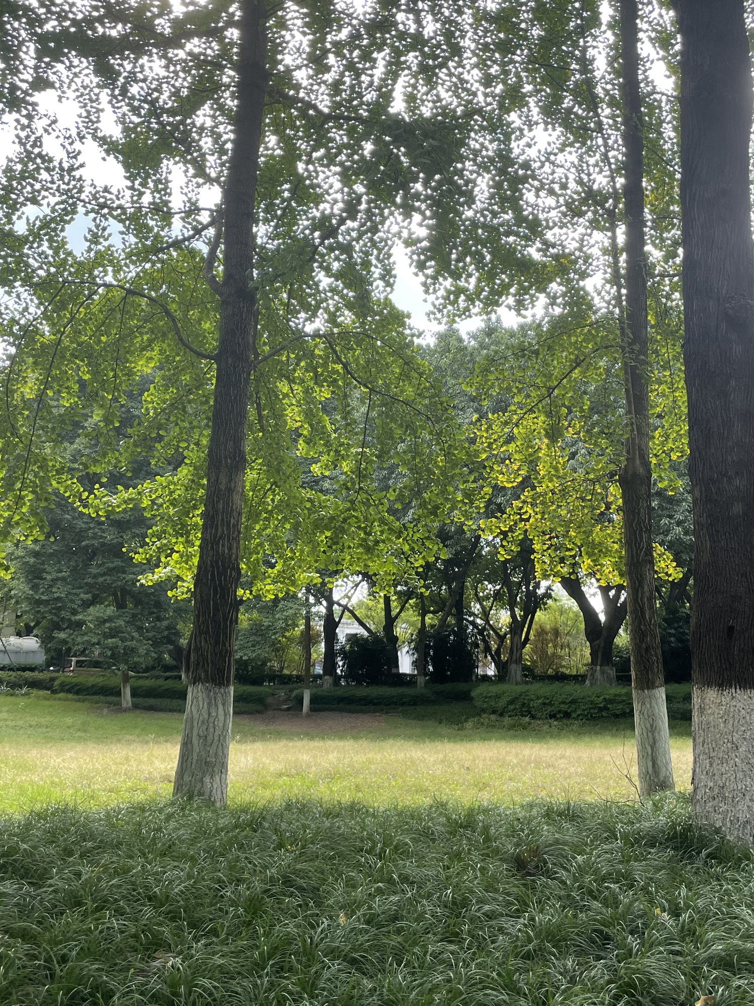 沙坪公园旅行图片 2