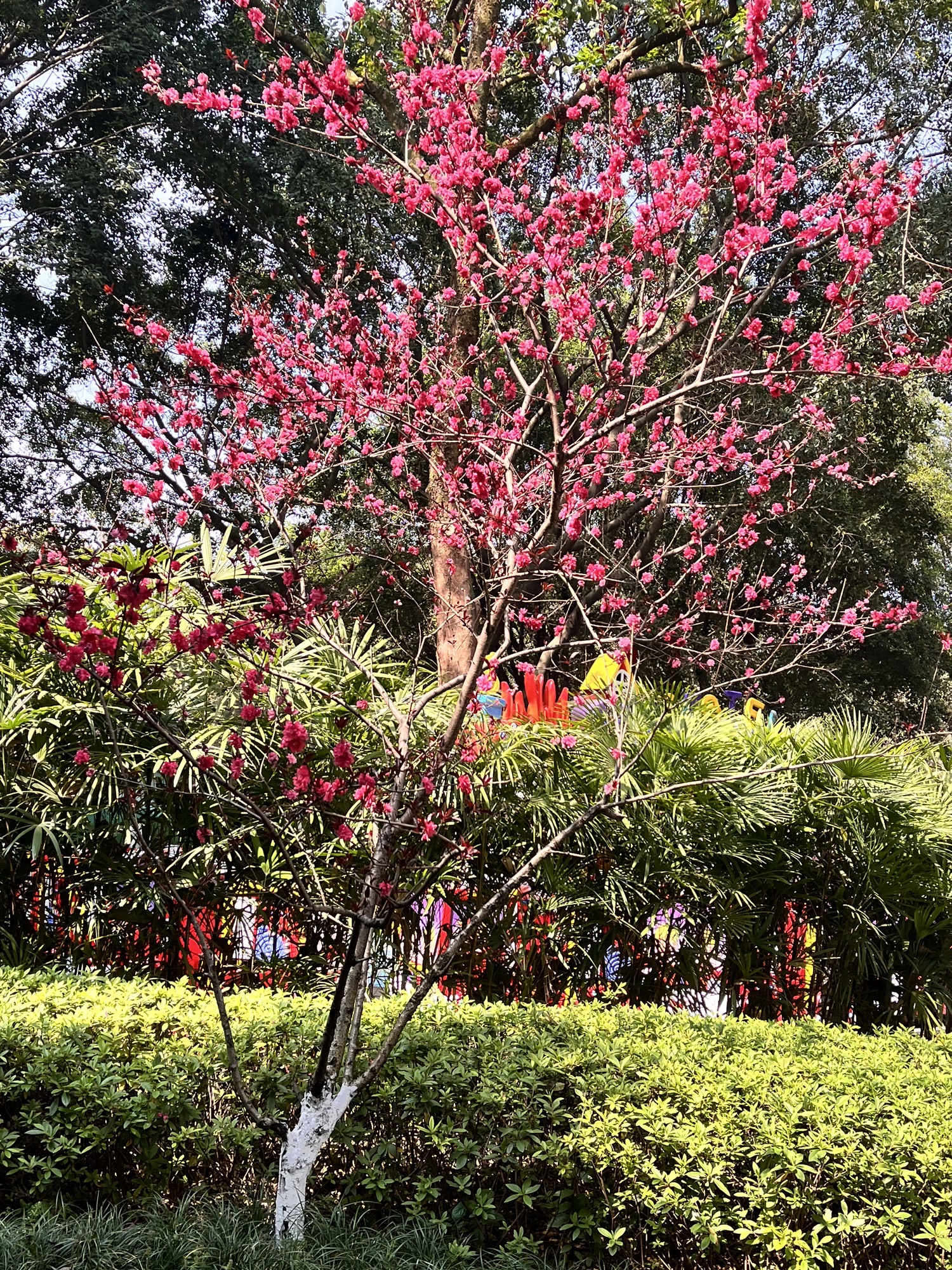 大渡口公园旅行图片 2