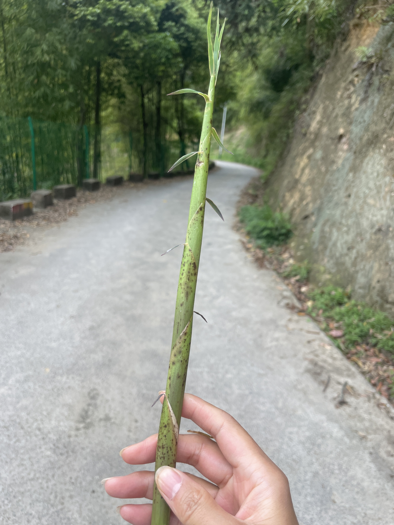 重庆青龙湖风景名胜区旅行图片 1