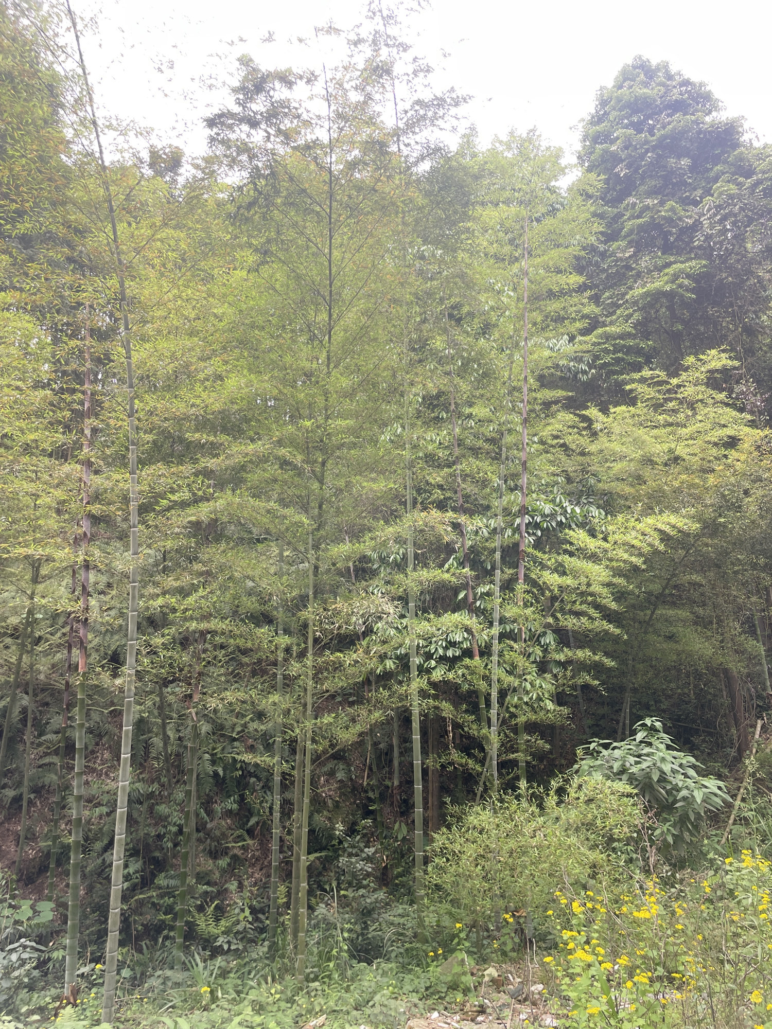 重庆青龙湖风景名胜区旅行图片 3