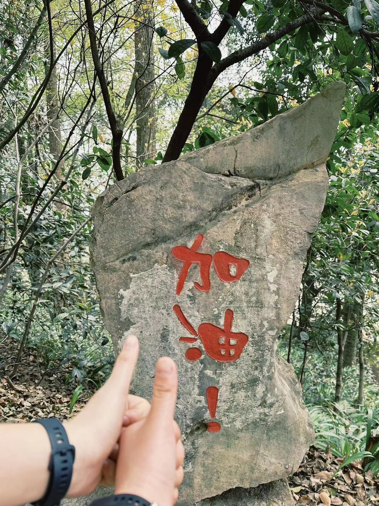 歌乐山国家森林公园旅行图片 2