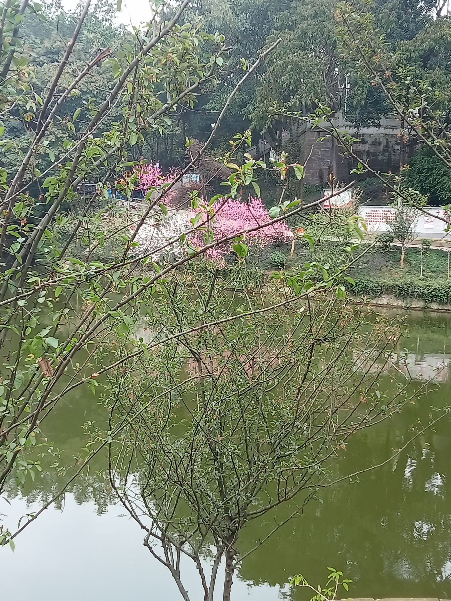 海棠公园旅行图片 3