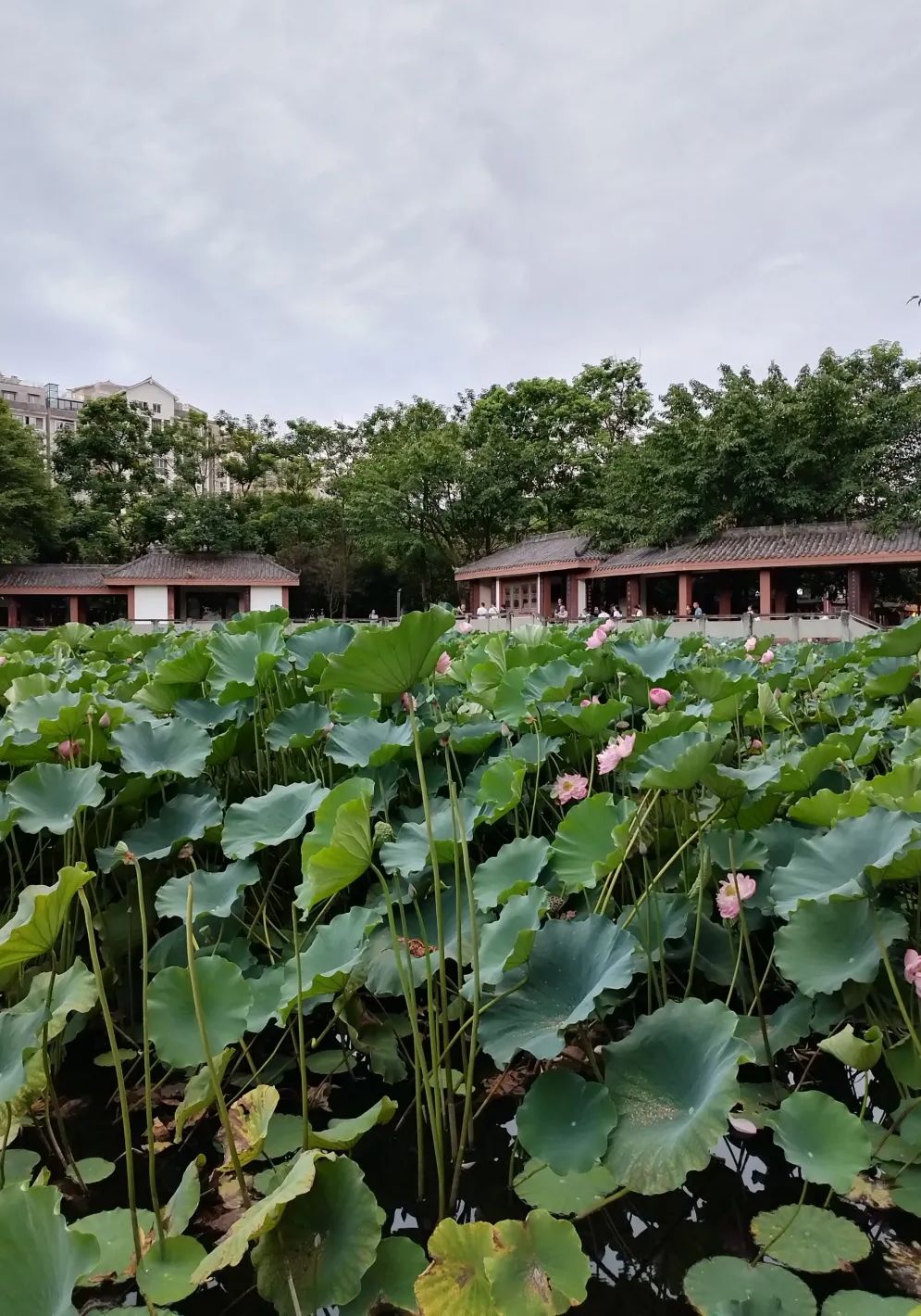 海棠公园旅行图片 1