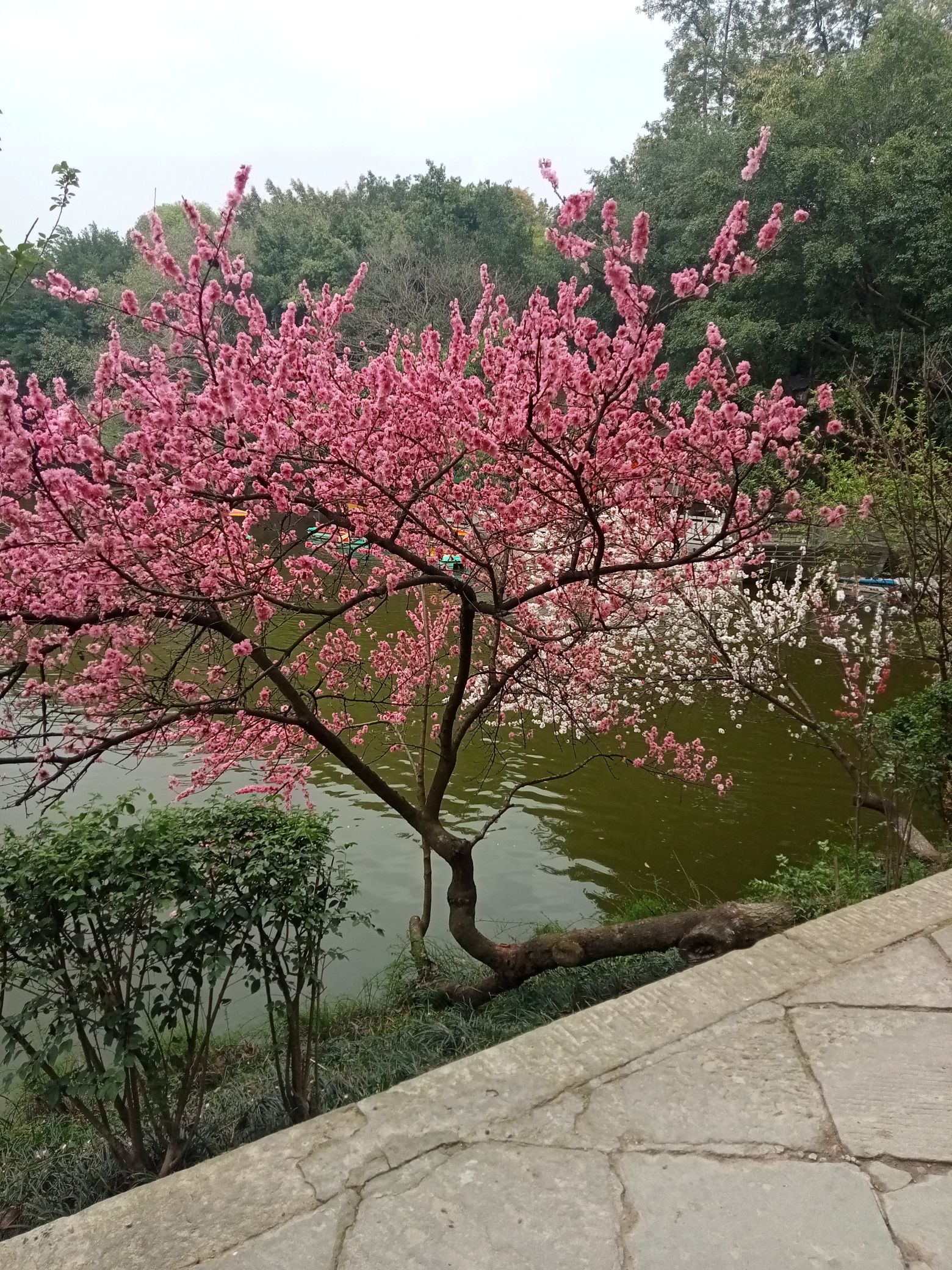 海棠公园旅行图片 2