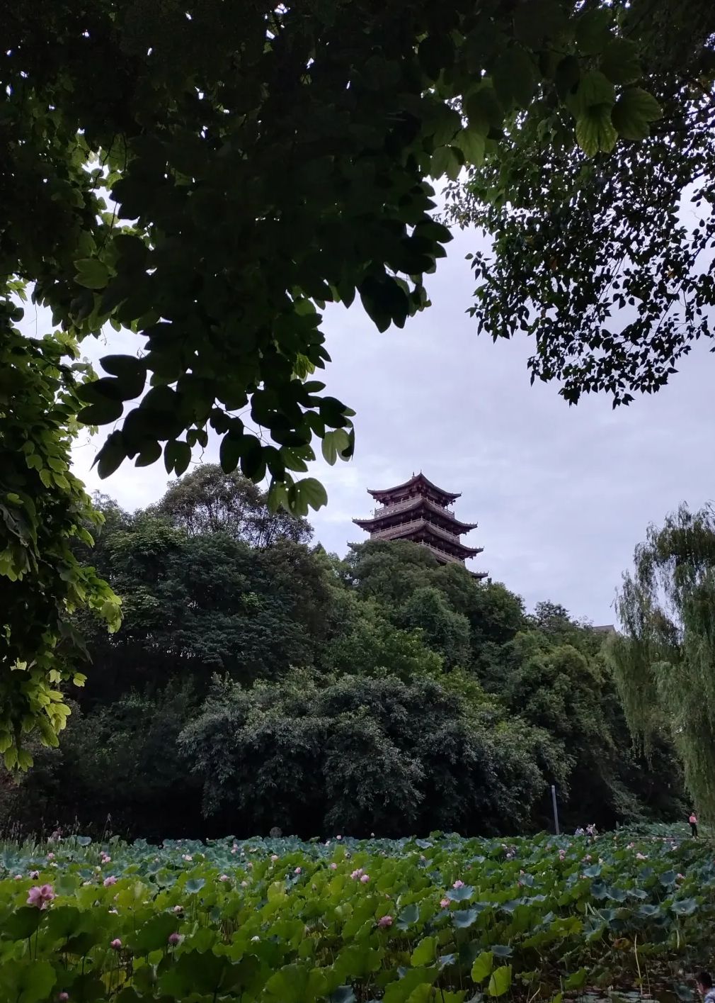 海棠公园旅行图片 2
