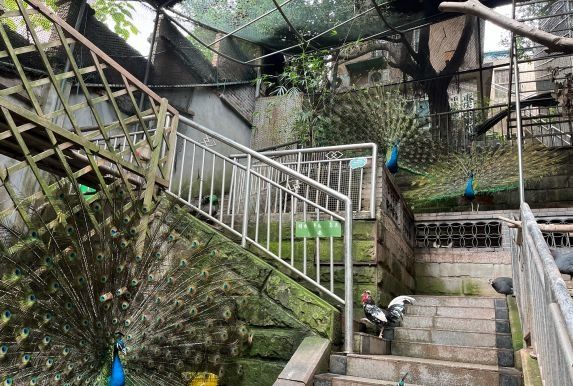重庆市鳄鱼中心旅行图片 2