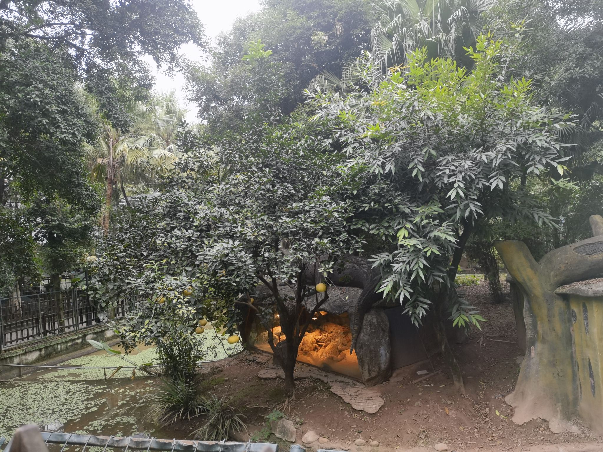重庆市鳄鱼中心旅行图片 1