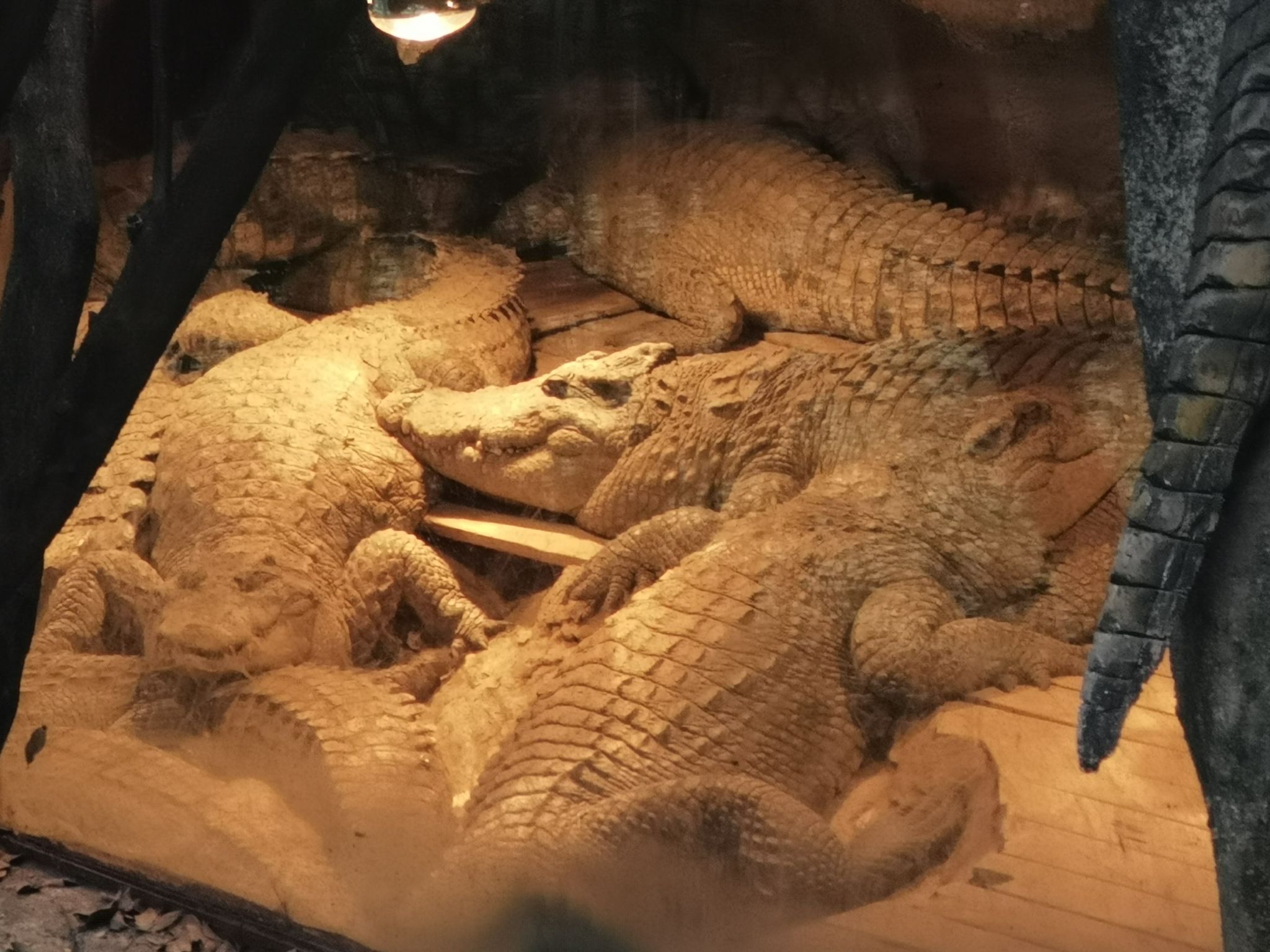 重庆市鳄鱼中心旅行图片 2