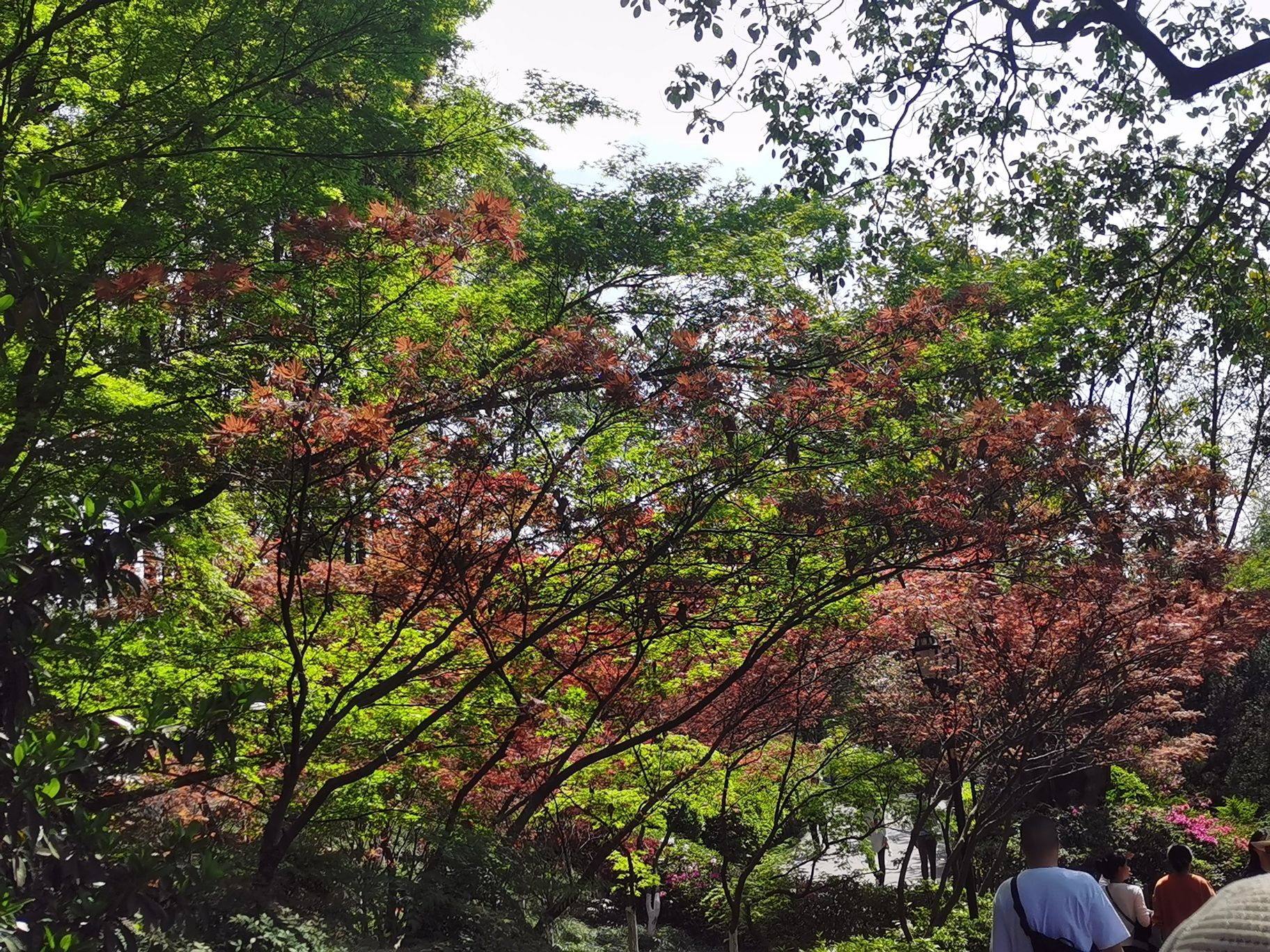 碧津公园旅行图片 3