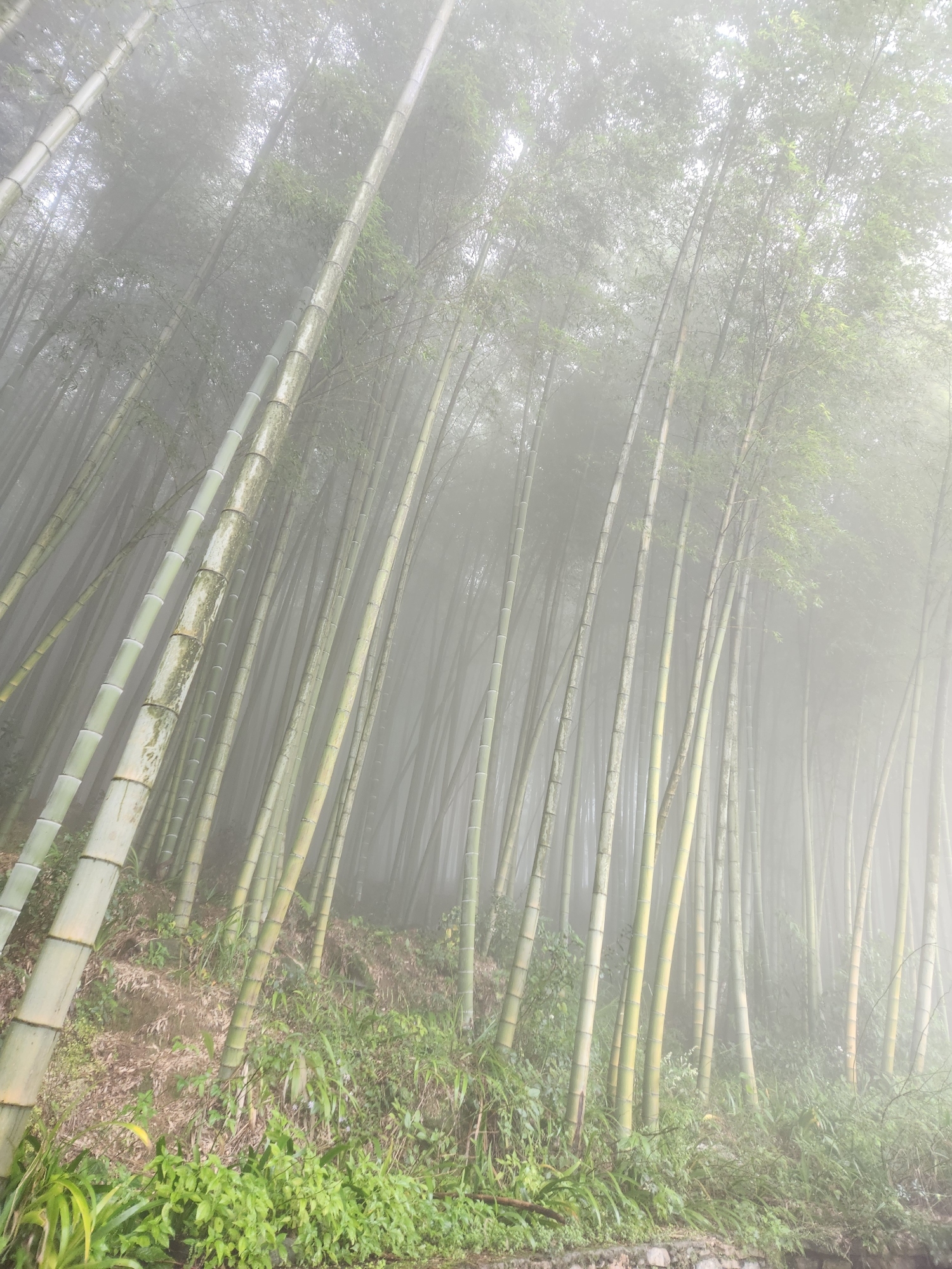 重庆茶山竹海国家森林公园旅行图片 3
