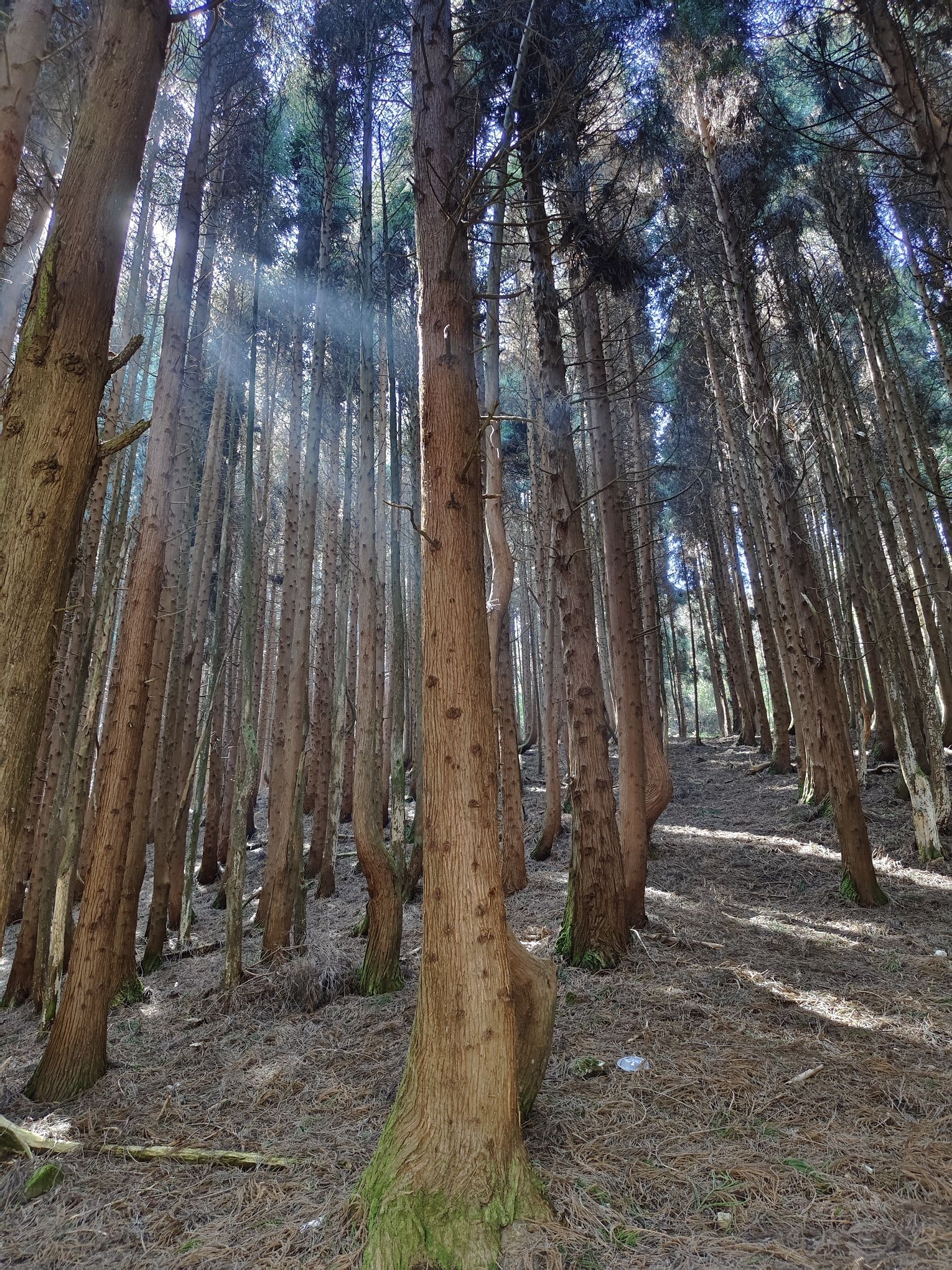 武陵山国家森林公园旅行图片 3
