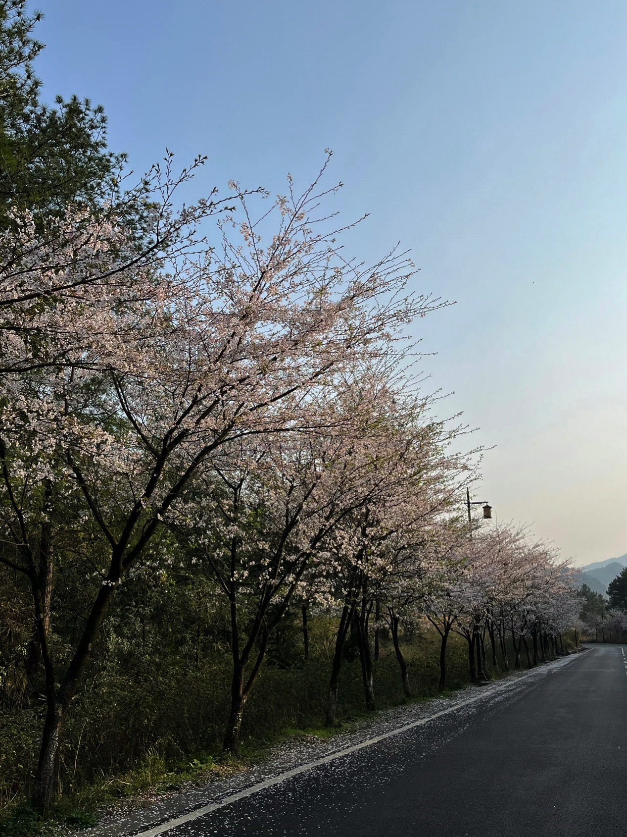 武陵山国家森林公园旅行图片 3