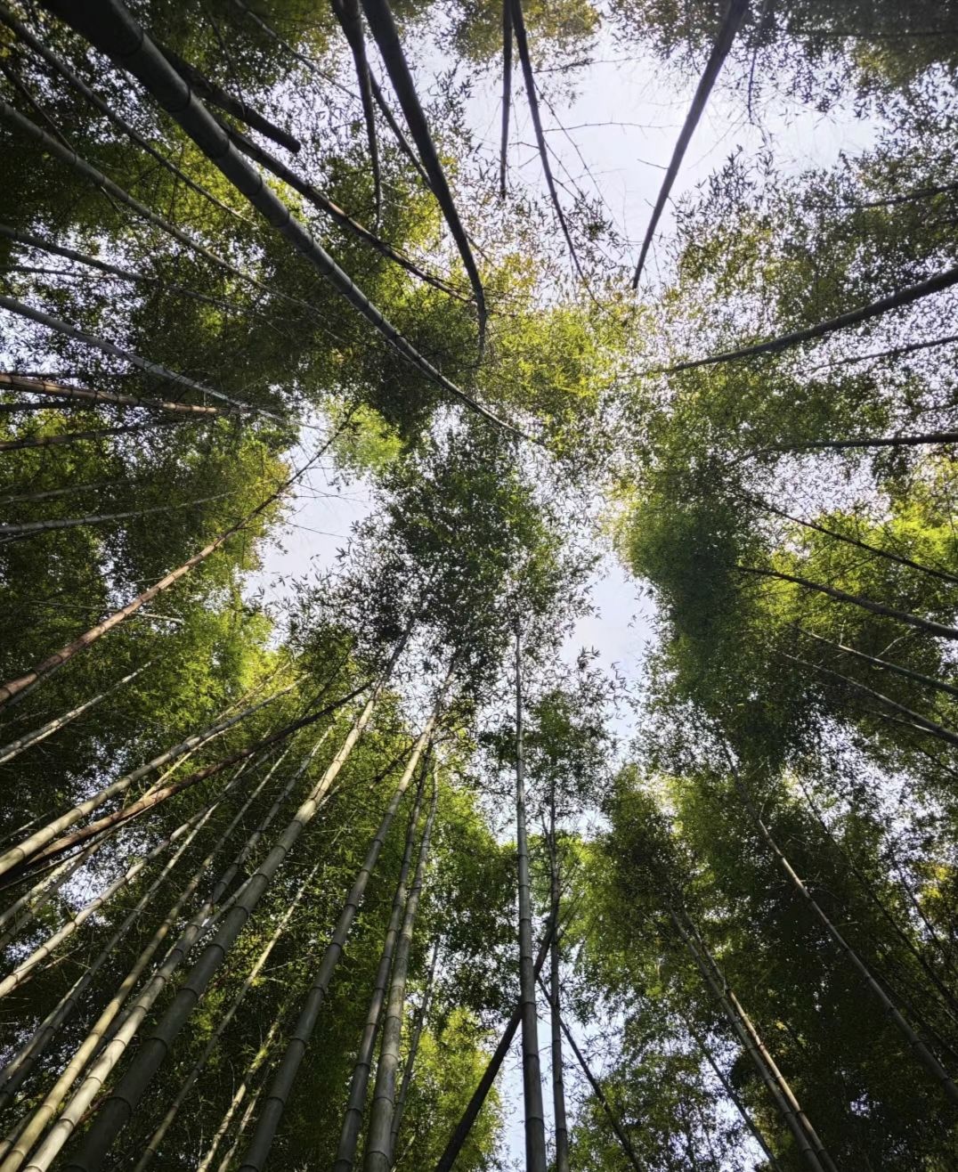 重庆茶山竹海国家森林公园旅行图片 1