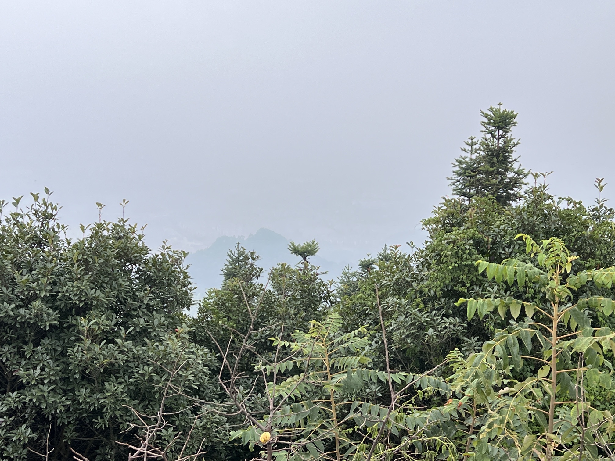 重庆茶山竹海国家森林公园旅行图片 1