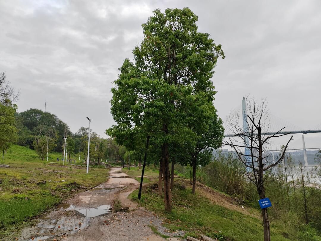 重庆滨江公园旅行图片 1