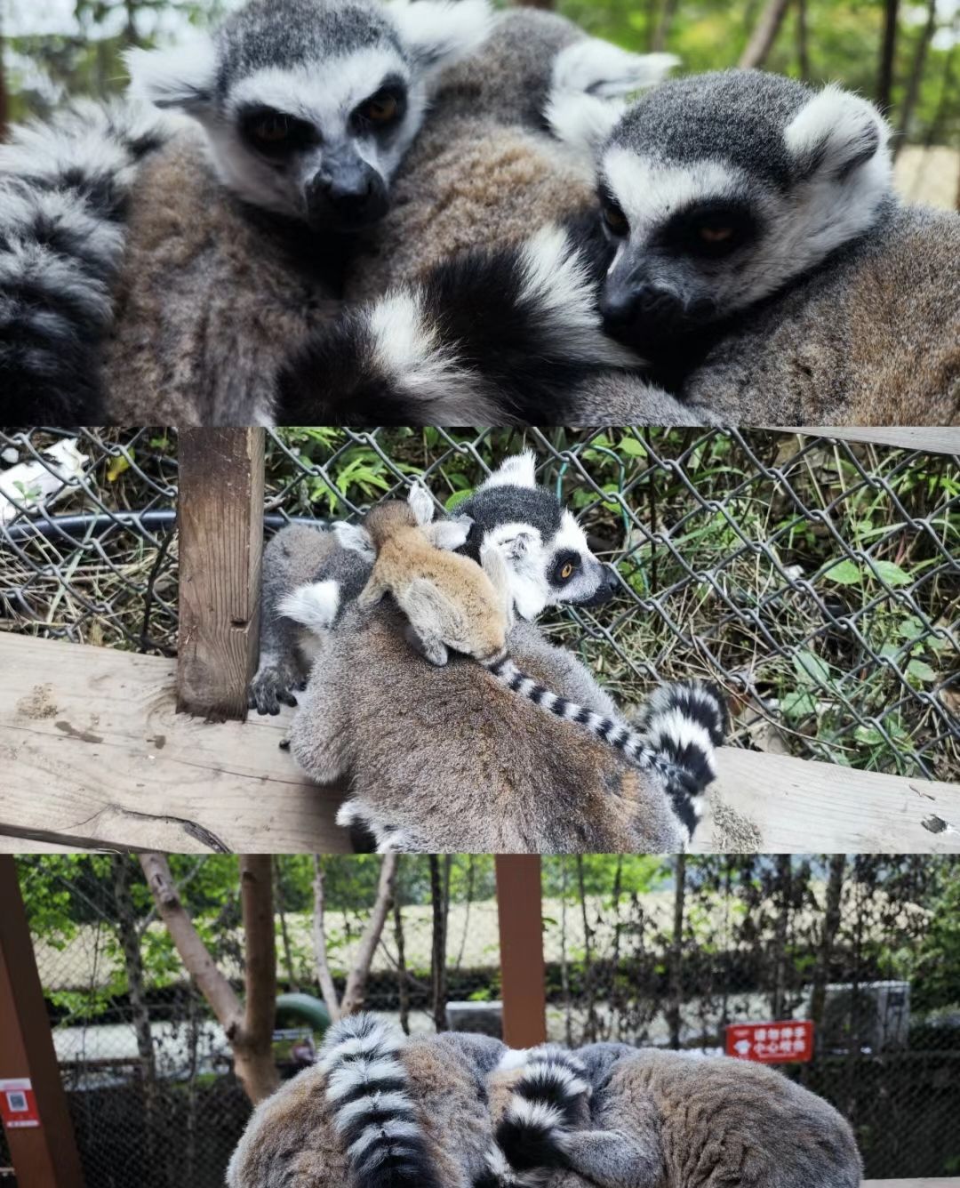乐和乐都动物主题乐园旅行图片 3