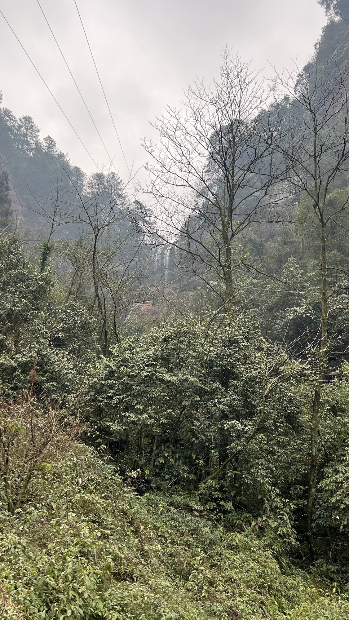大圆洞国家森林公园旅行图片 3