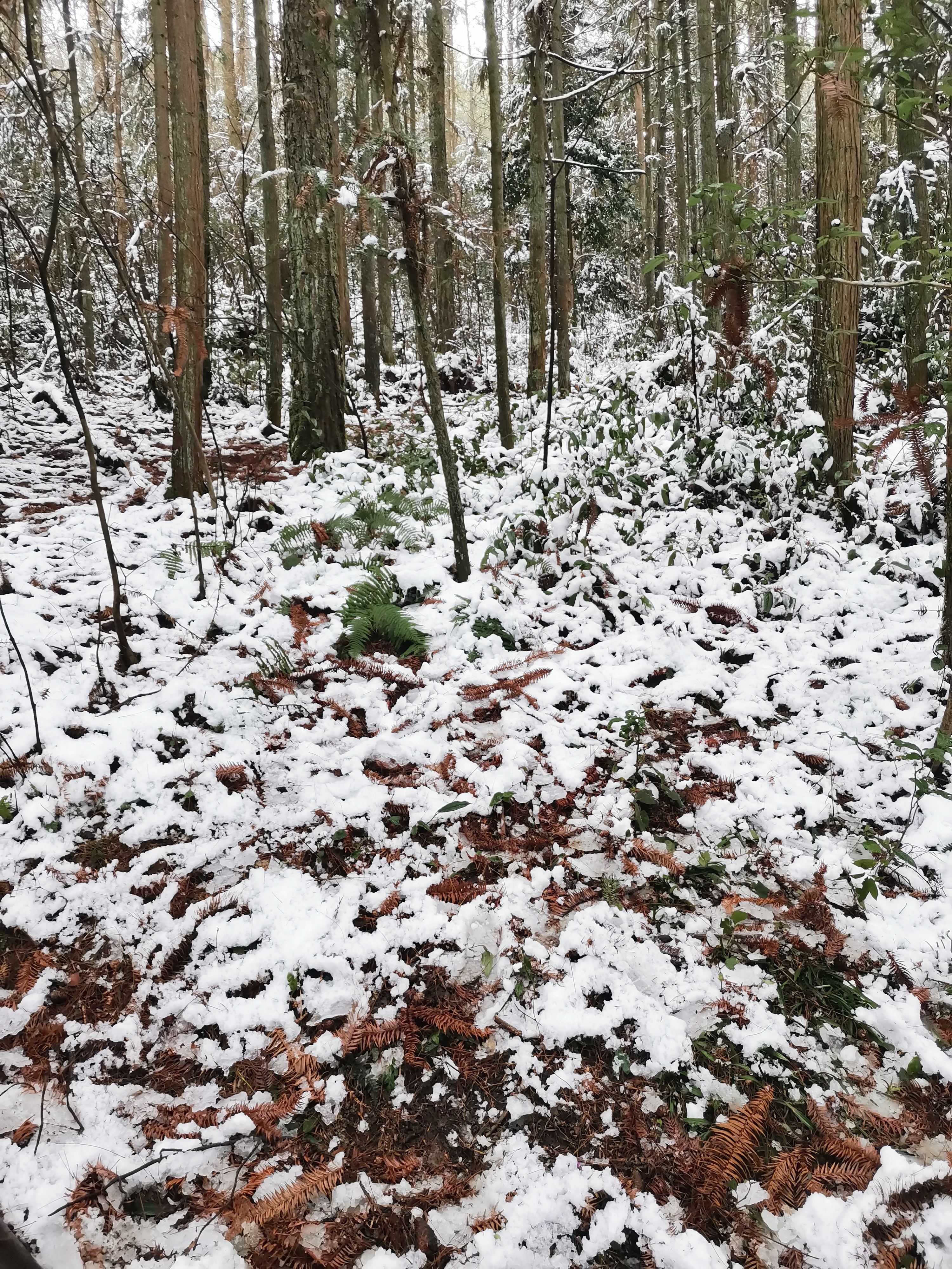铁峰山国家森林公园旅行图片 3