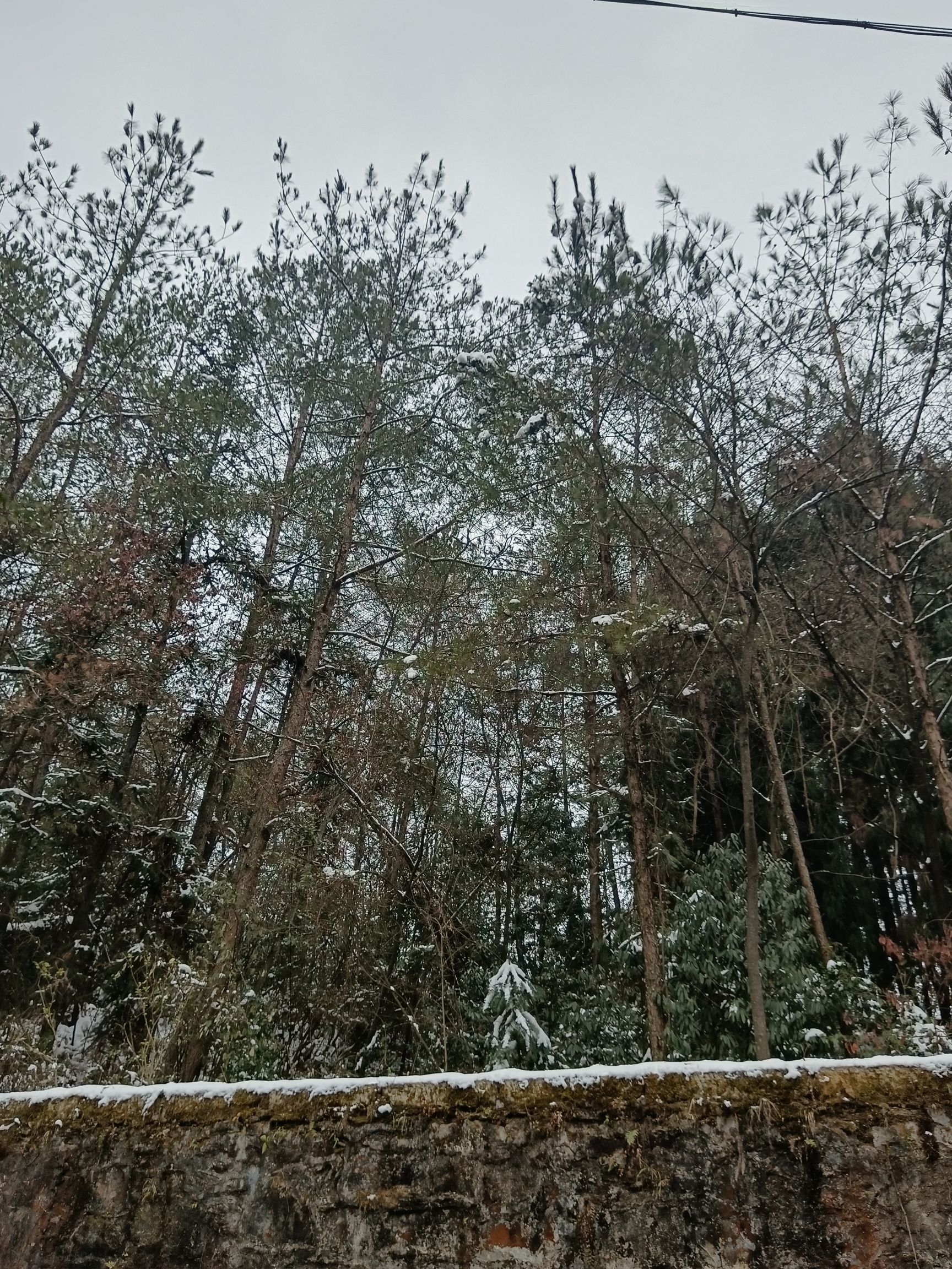 铁峰山国家森林公园旅行图片 1