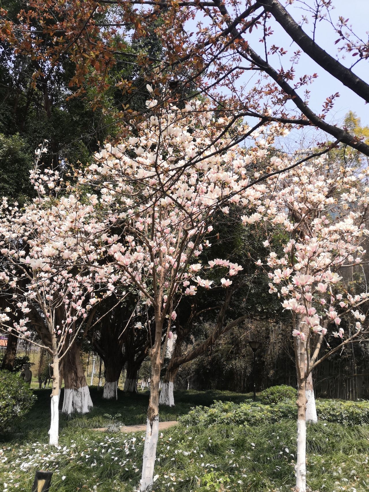 融侨公园旅行图片 2