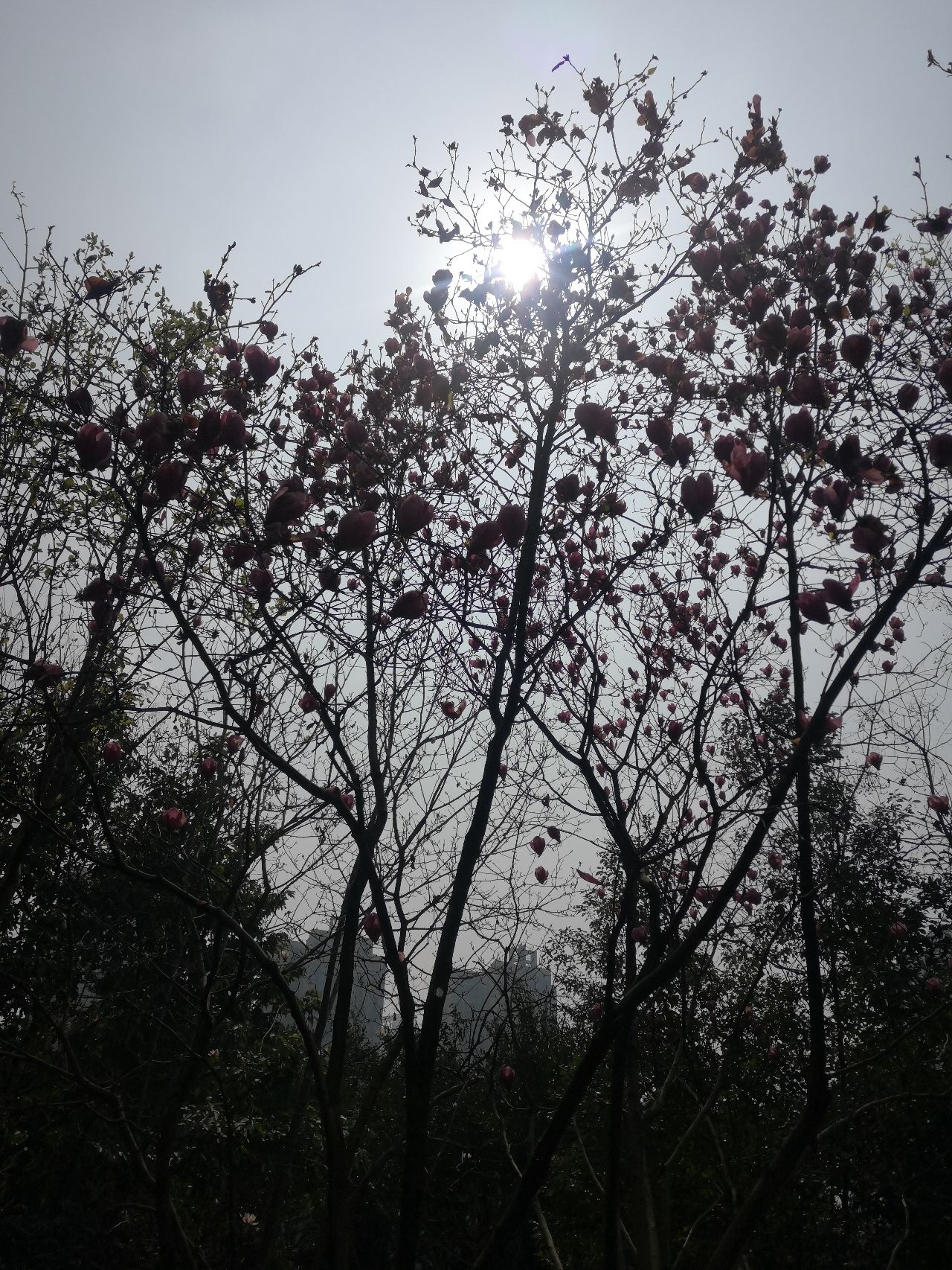 融侨公园旅行图片 3