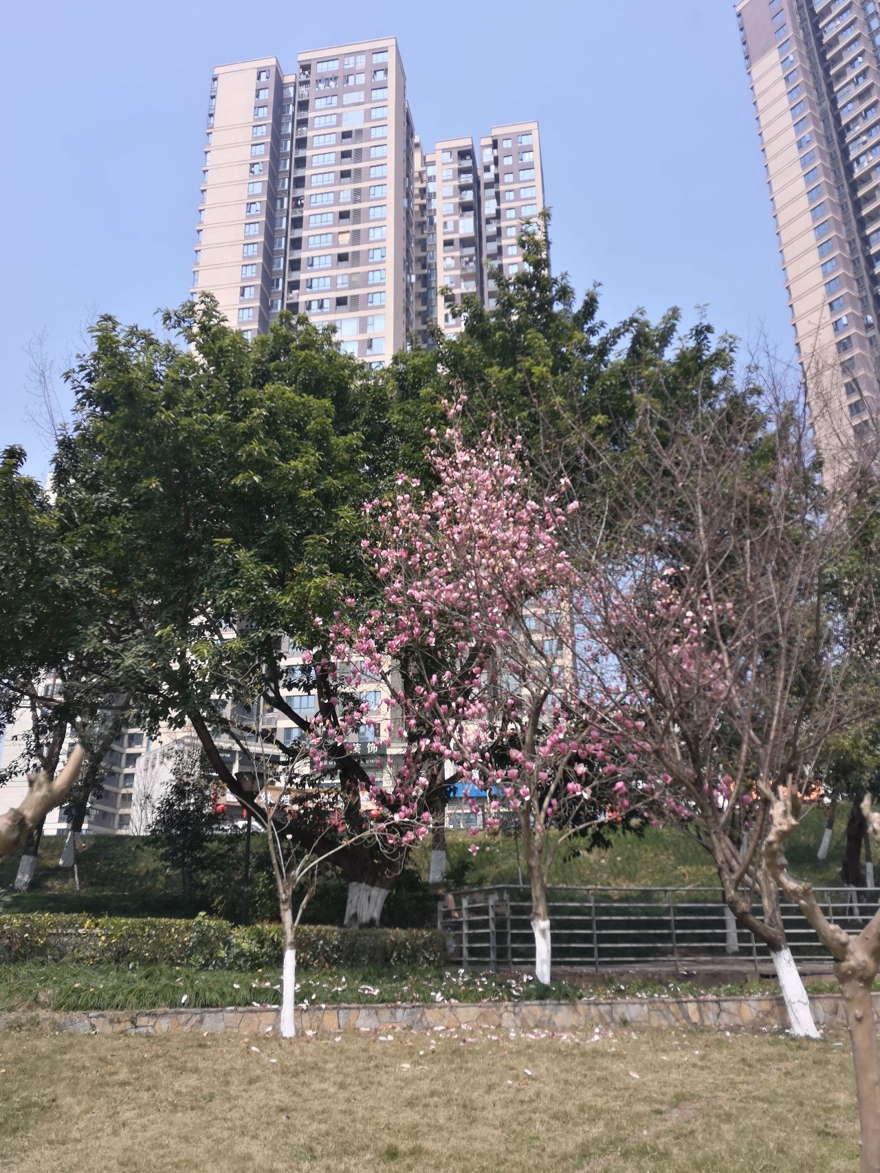 融侨公园旅行图片 1