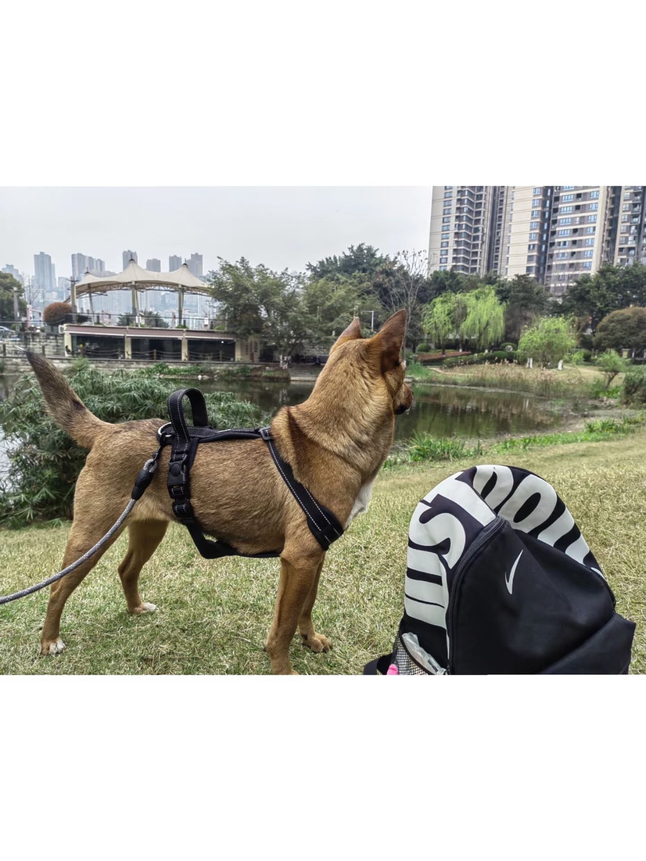 融侨公园旅行图片 1
