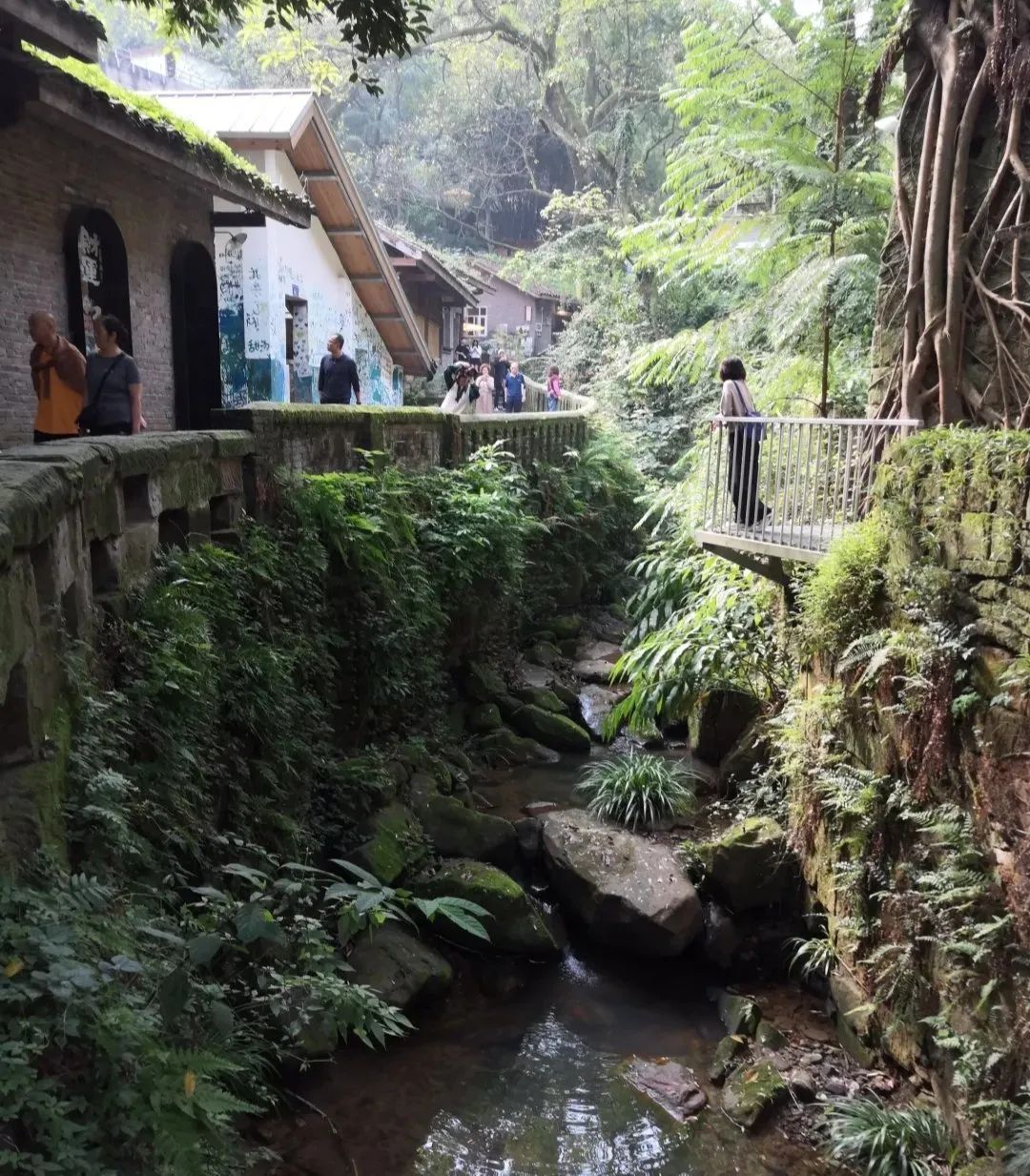 重庆缙云山国家级自然保护区旅行图片 1