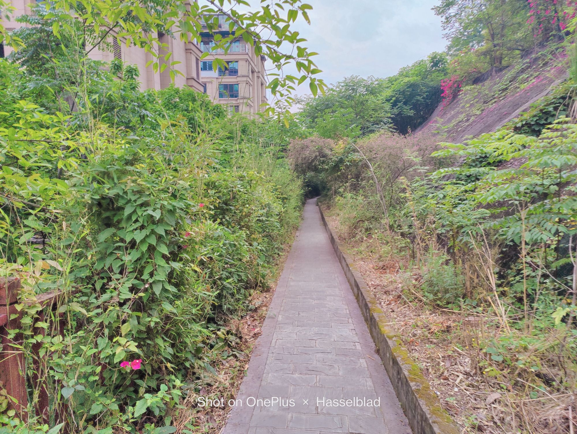 重庆照母山植物园旅行图片 1