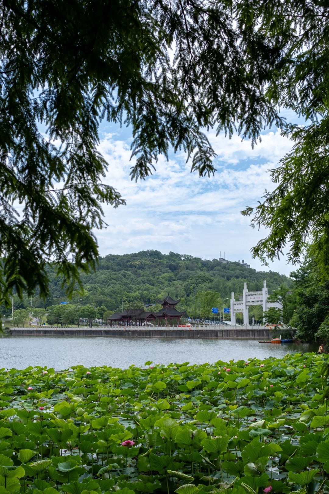 重庆照母山植物园旅行图片 2