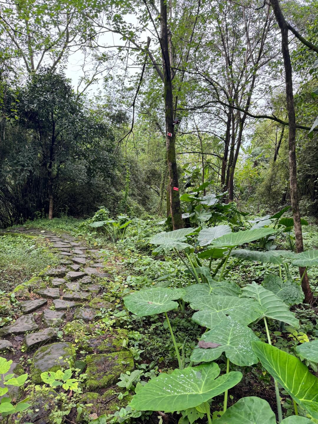 重庆照母山植物园旅行图片 3