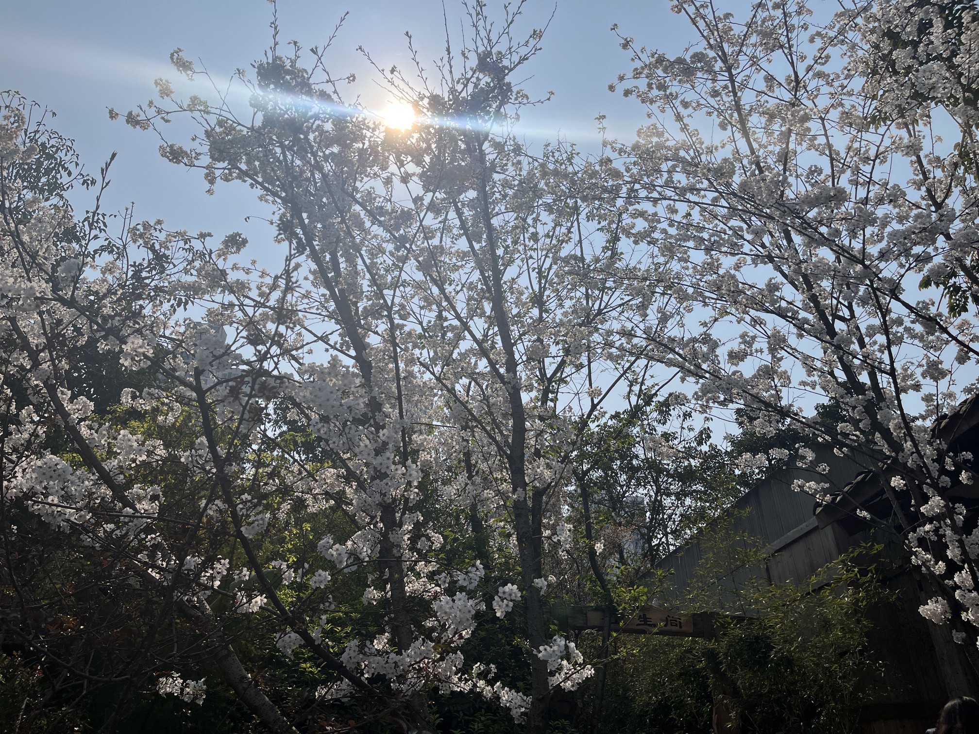 天宫殿公园(泰山大道中段)旅行图片 2