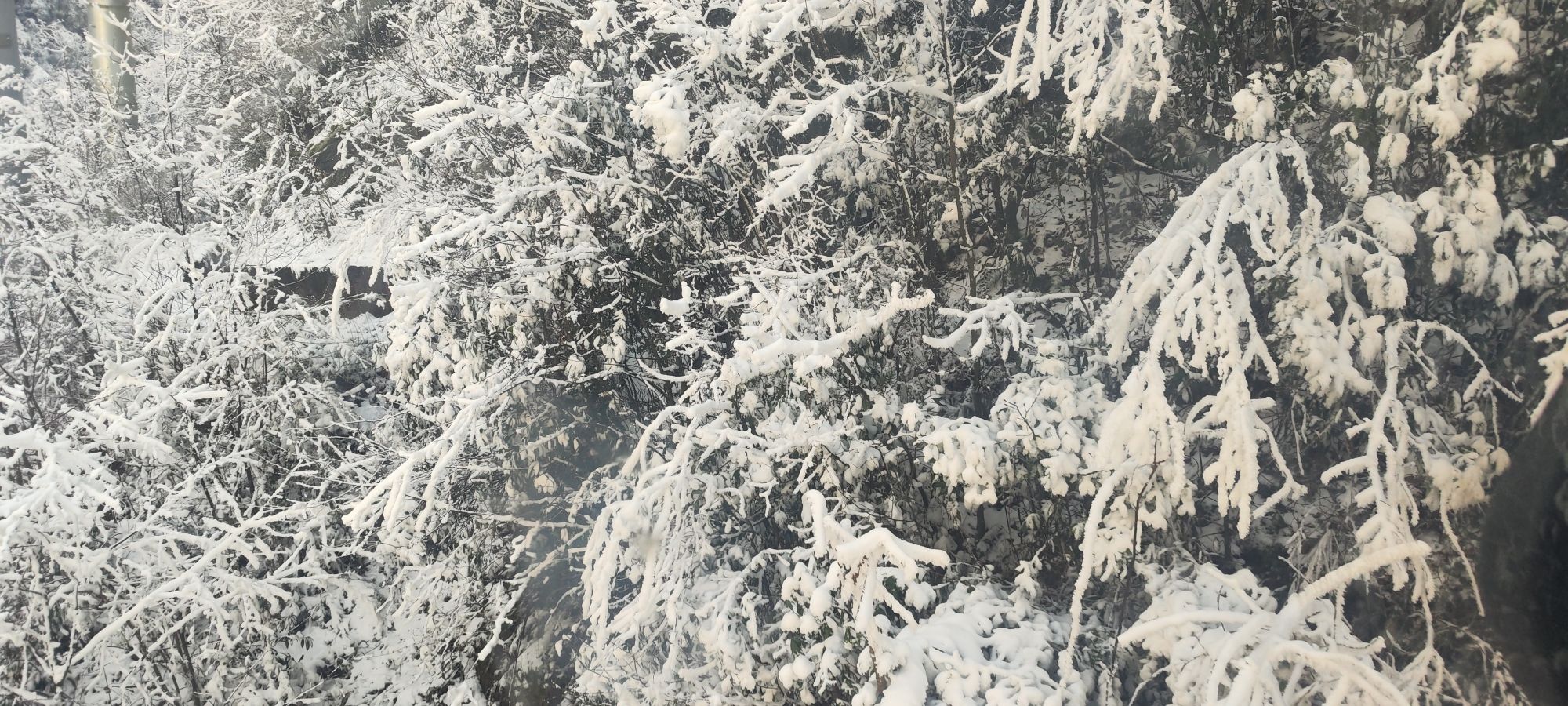 金佛山国家风景名胜区旅行图片 3