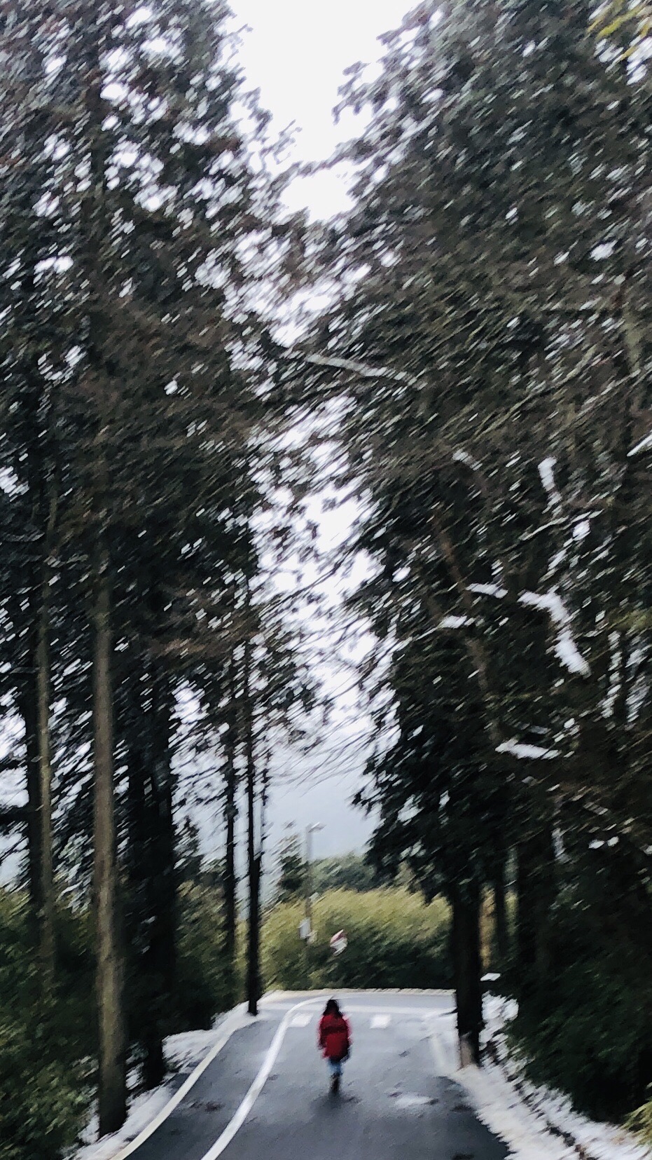 金佛山国家风景名胜区旅行图片 2