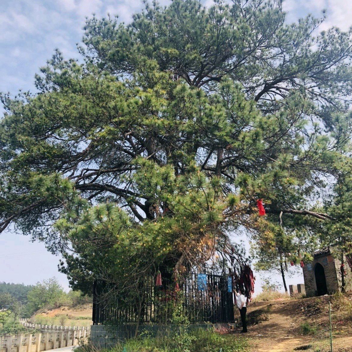 天鹅湖风景区旅行图片 3