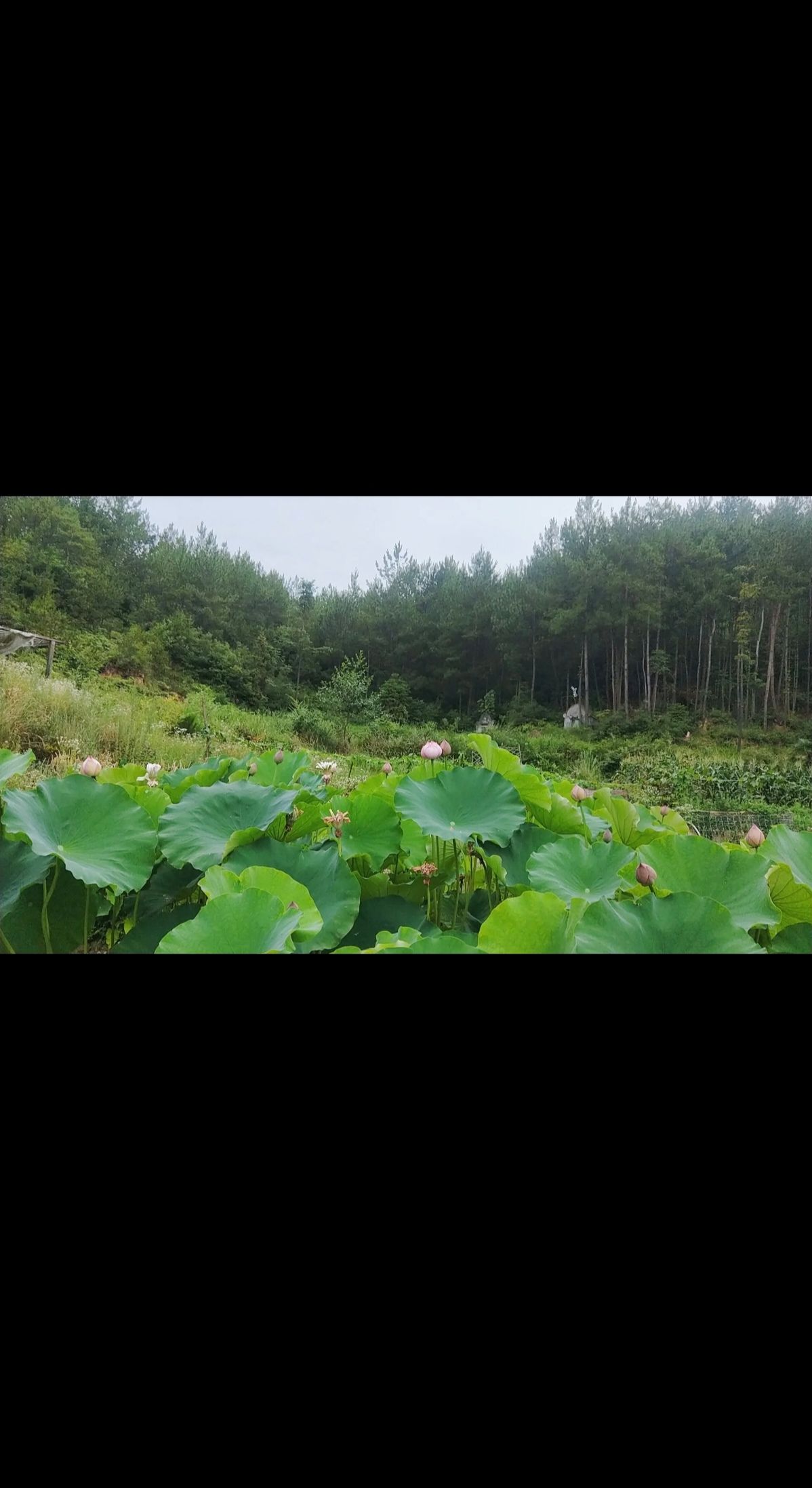 天鹅湖风景区旅行图片 2