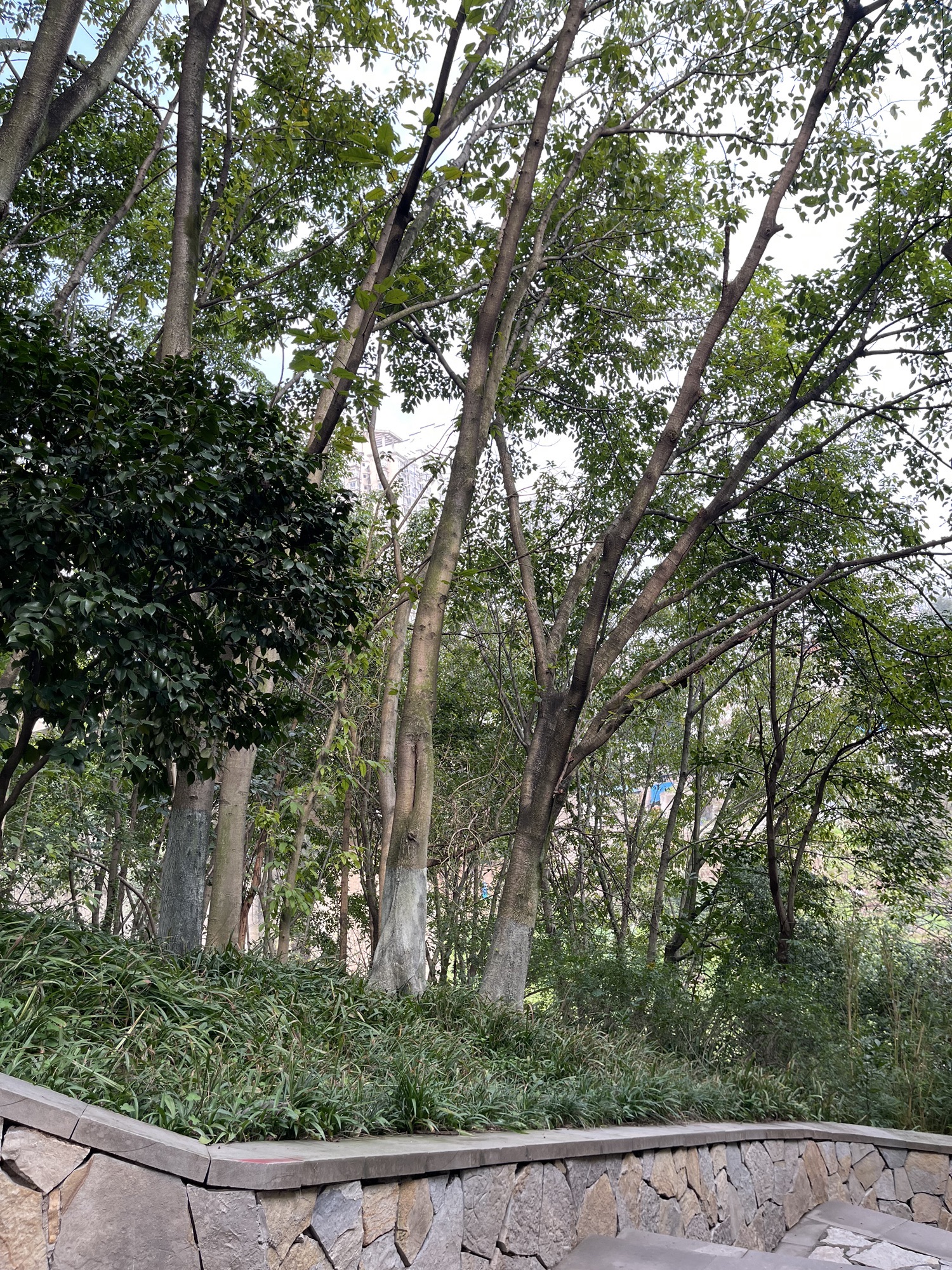 巴南亲水公园旅行图片 1