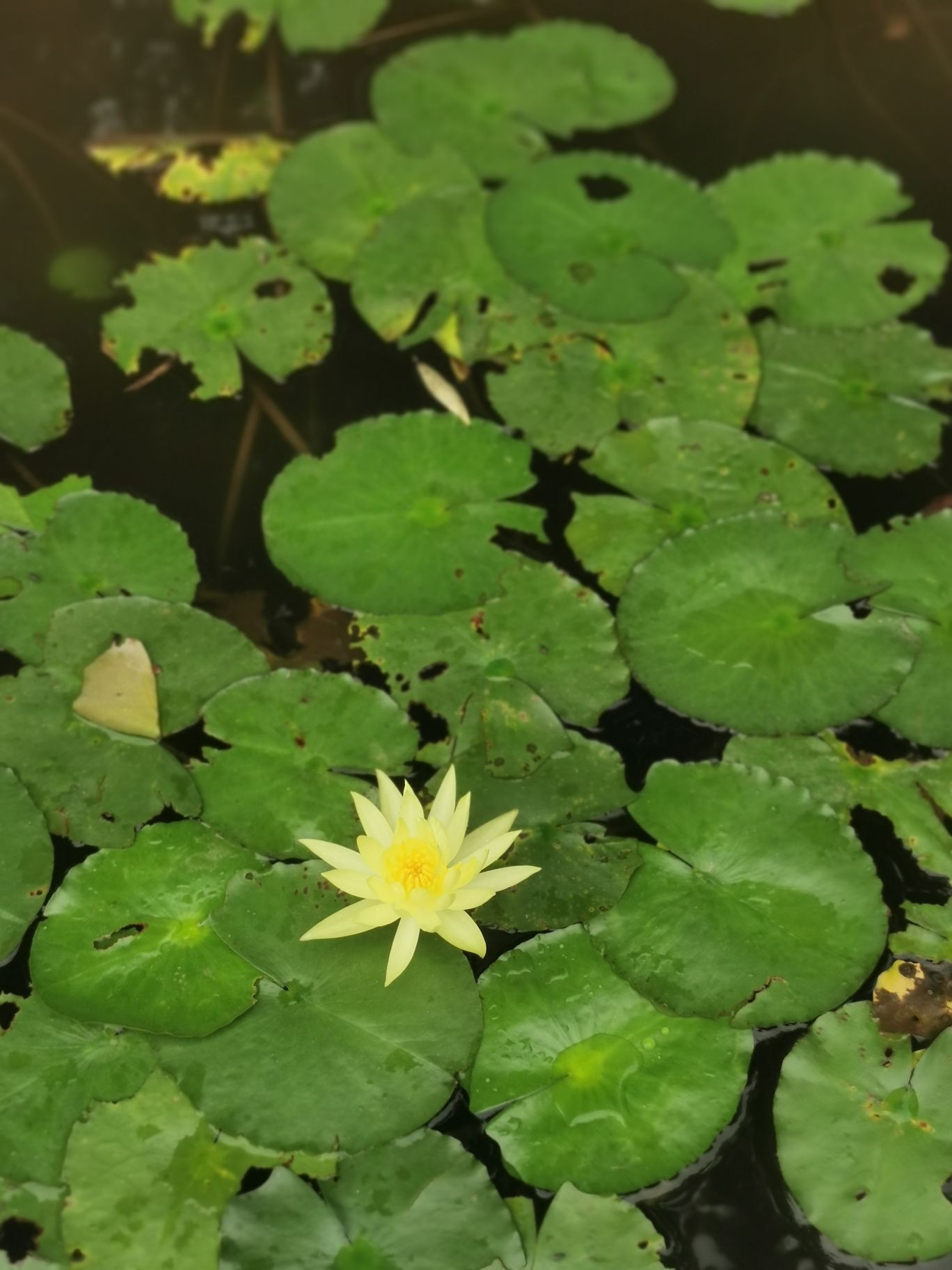 观音塘湿地公园旅行图片 3