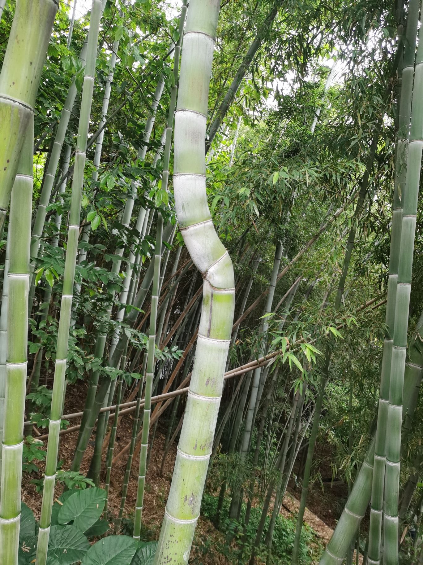雨台山公园旅行图片 3
