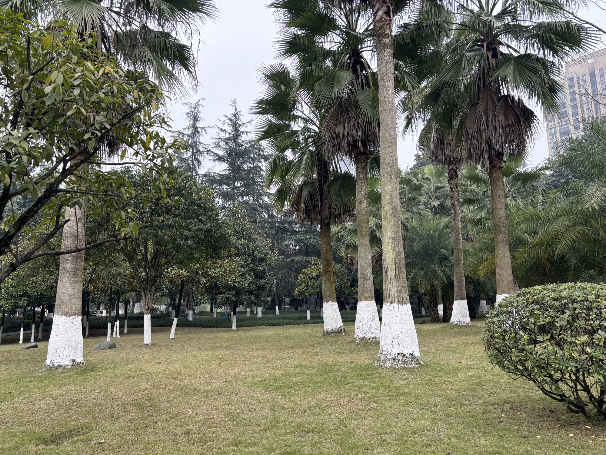 龙头寺公园旅行图片 1
