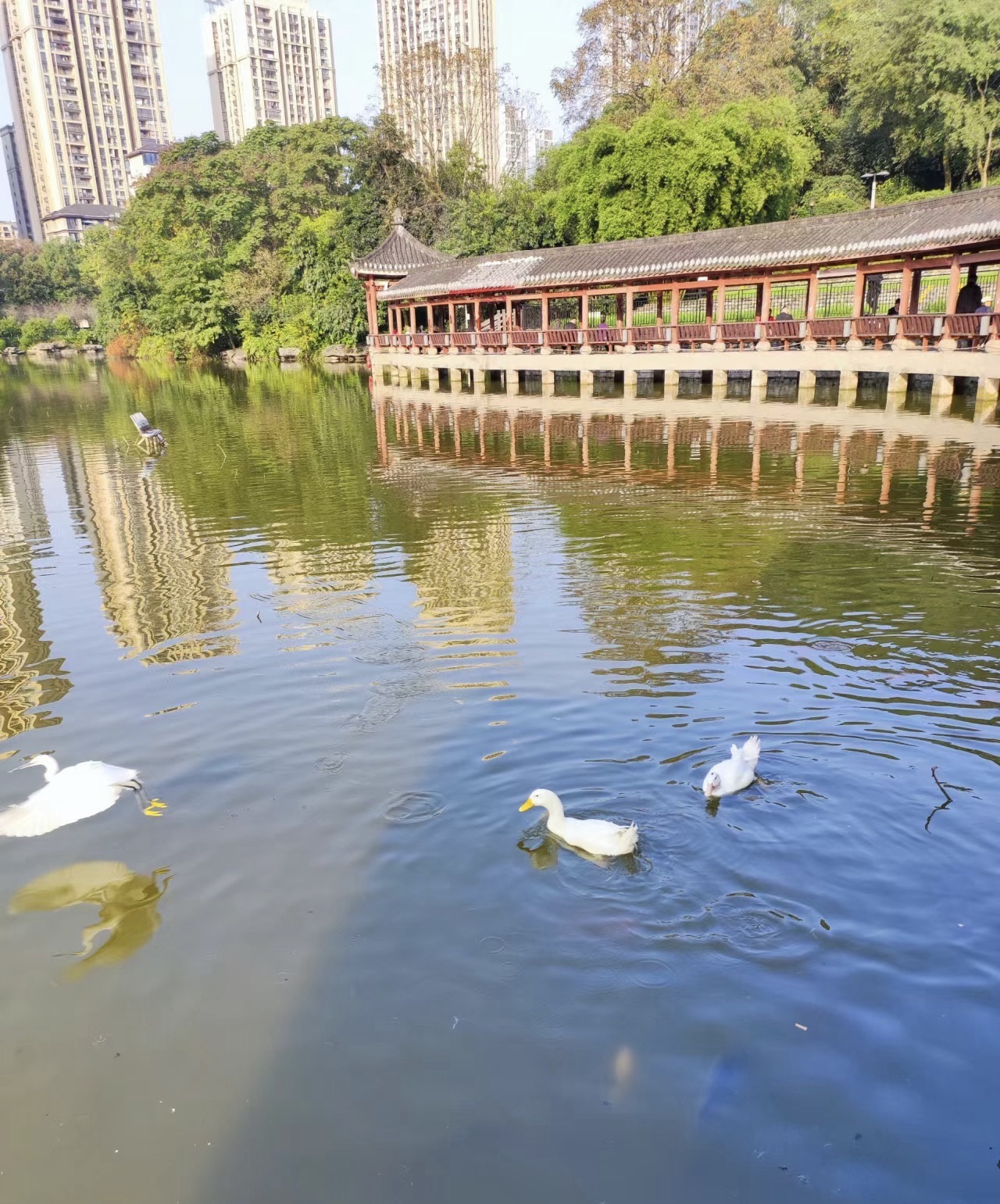 龙头寺公园旅行图片 1